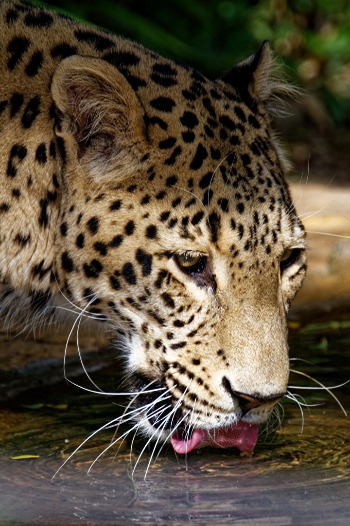 Leopard
