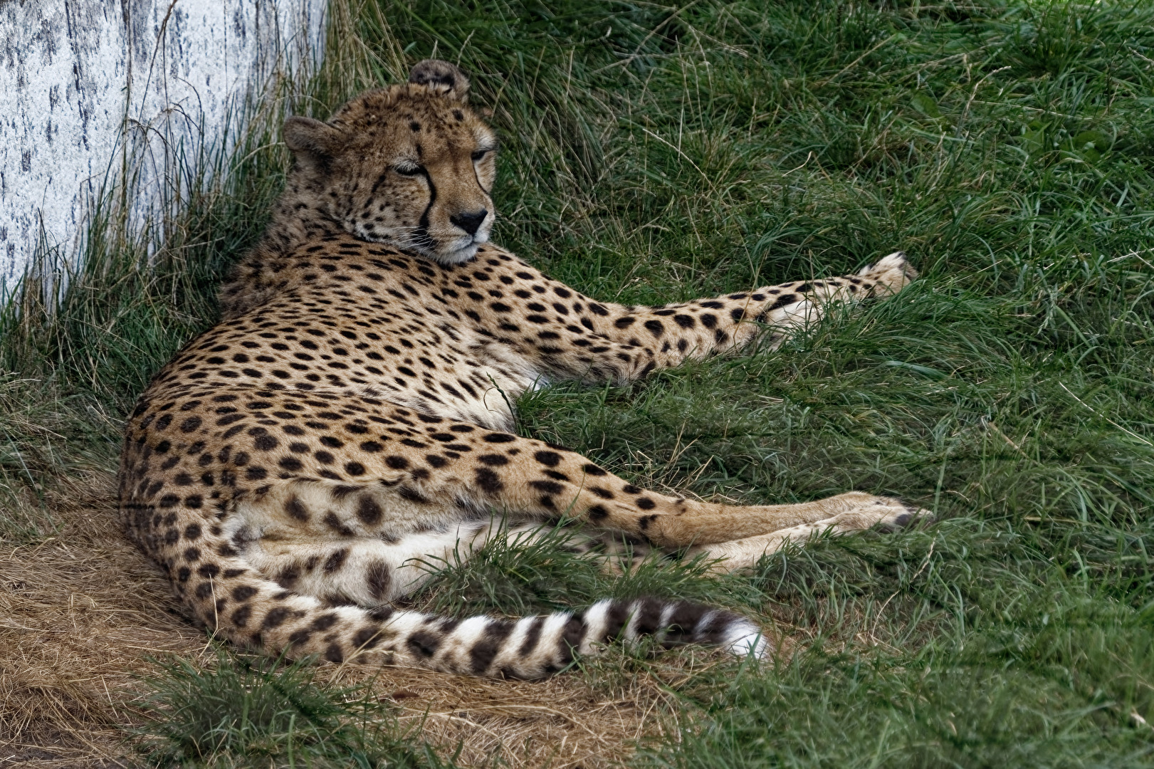 Gepard