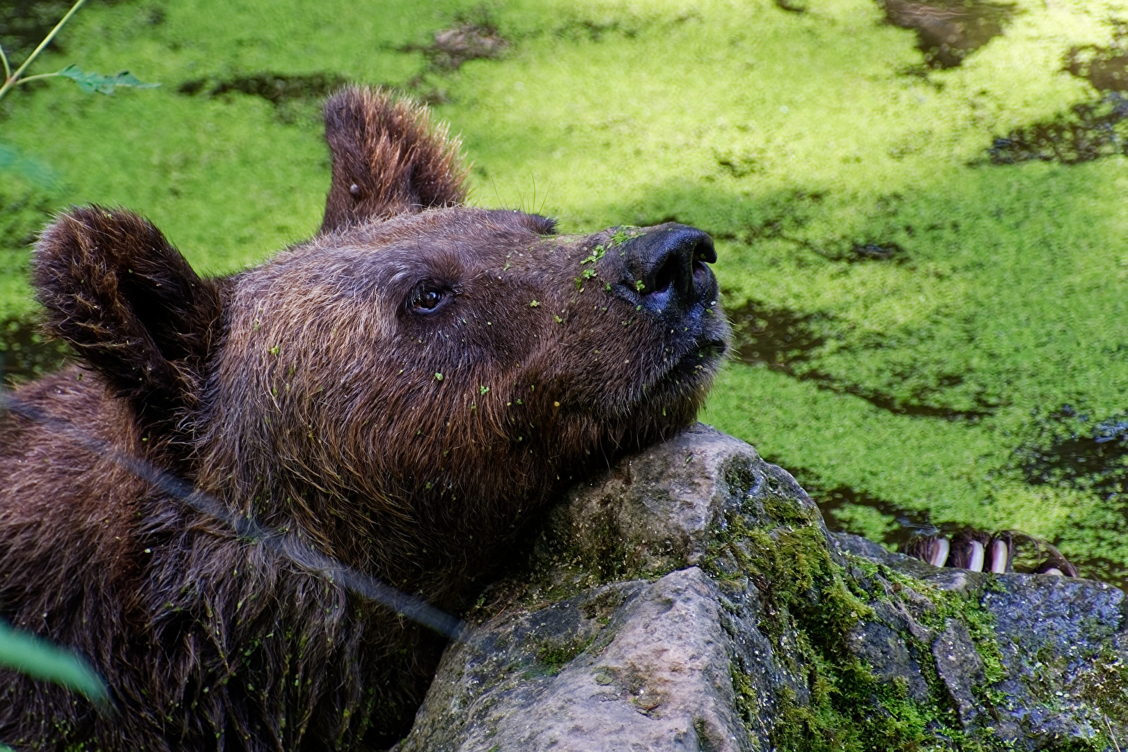 Braunbär