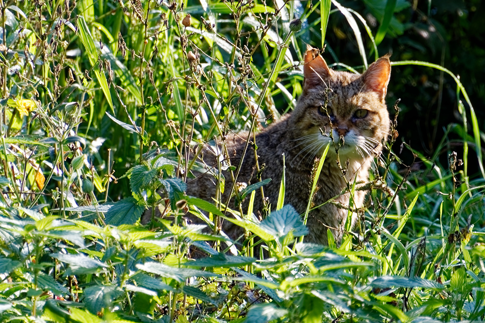 Wildkatze