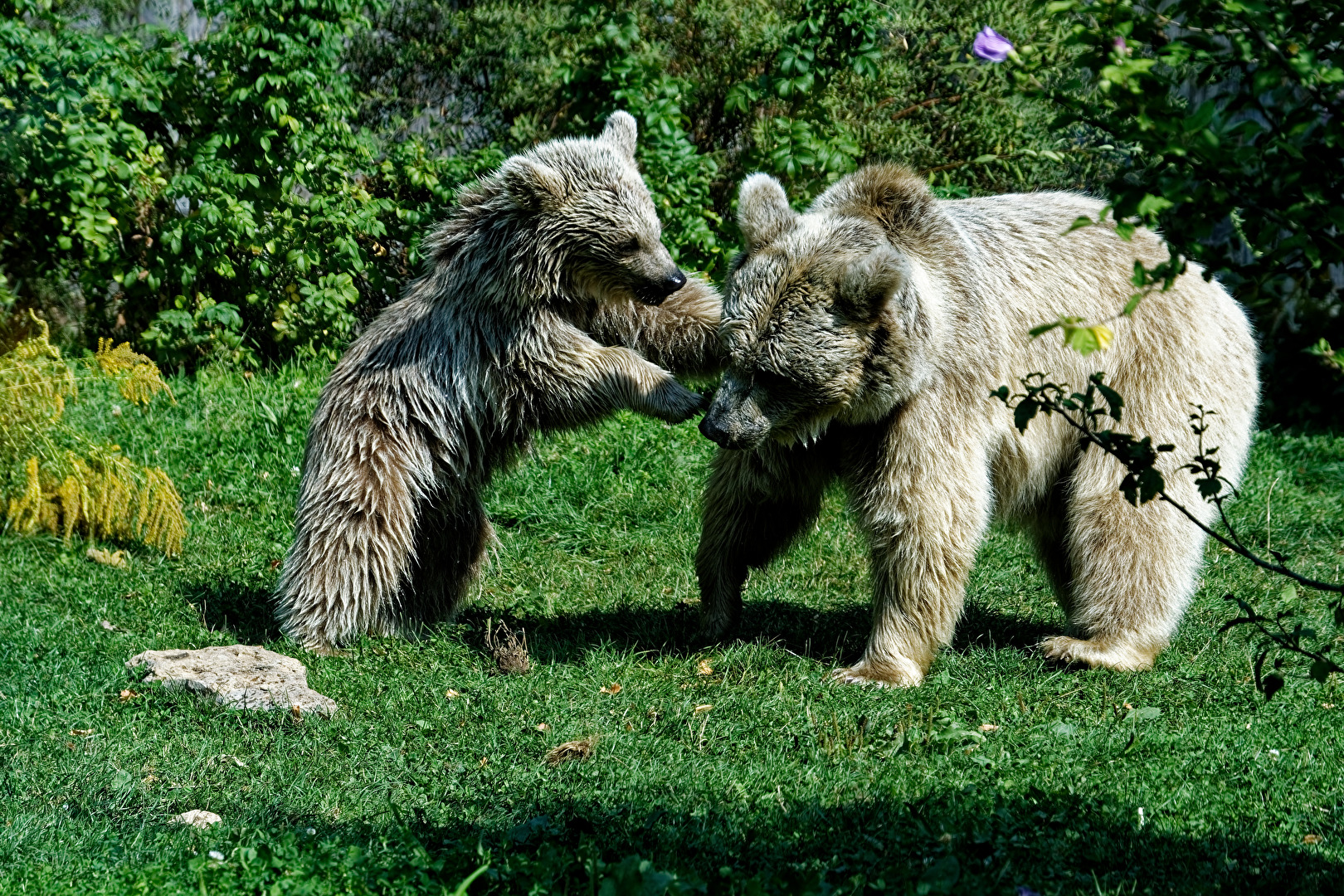 Syrischer Braunbär