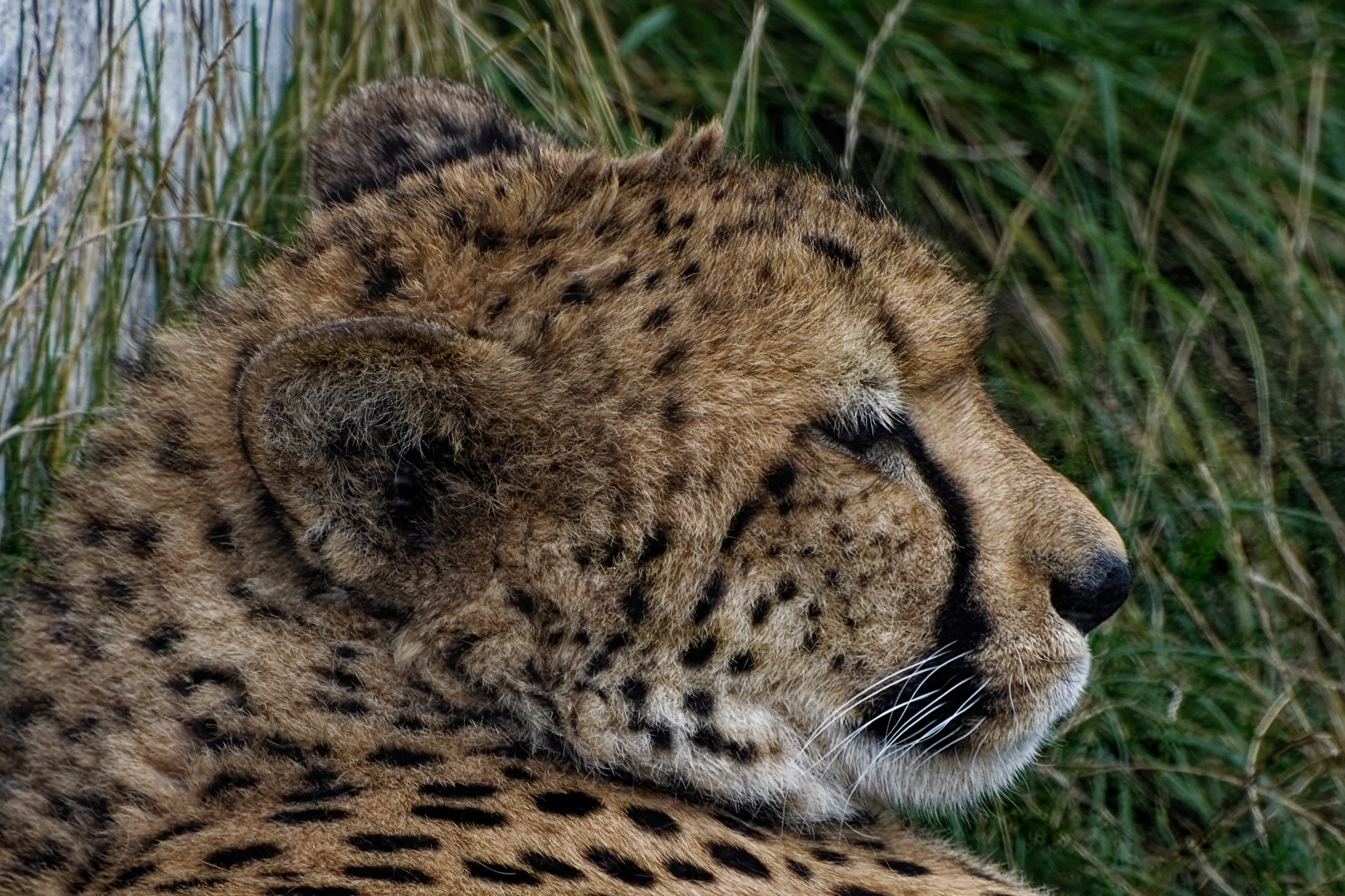 Gepard