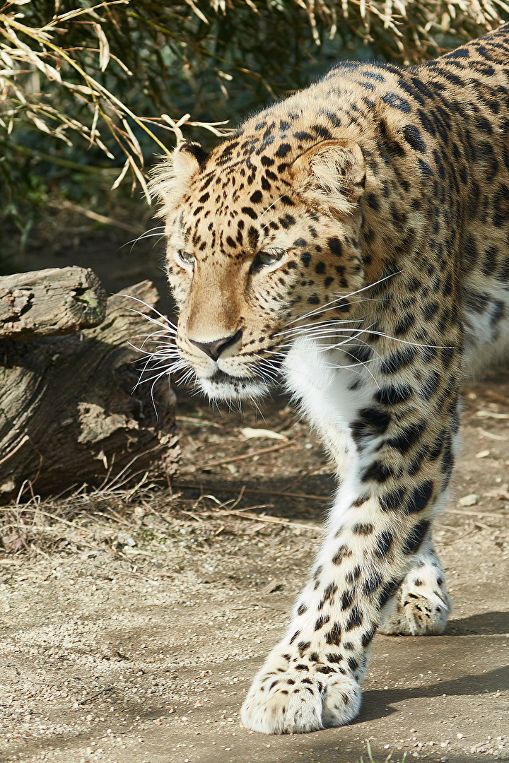Zoo Wien, Amur Leopard