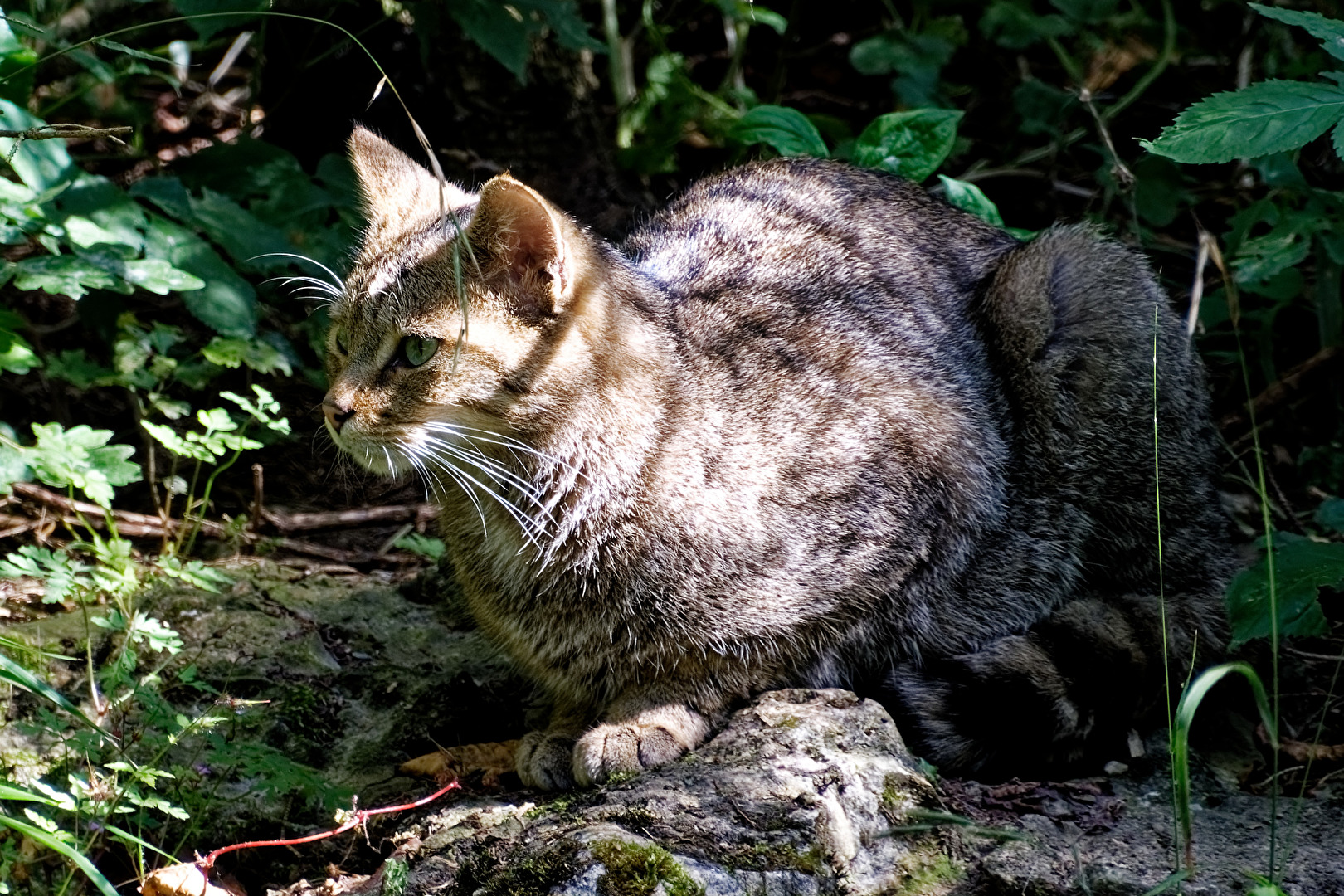 Wildkatze