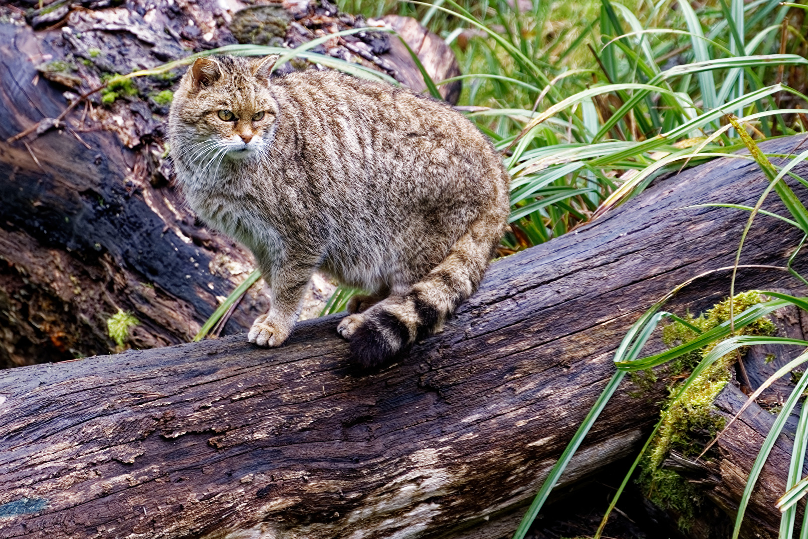 Wildkatze