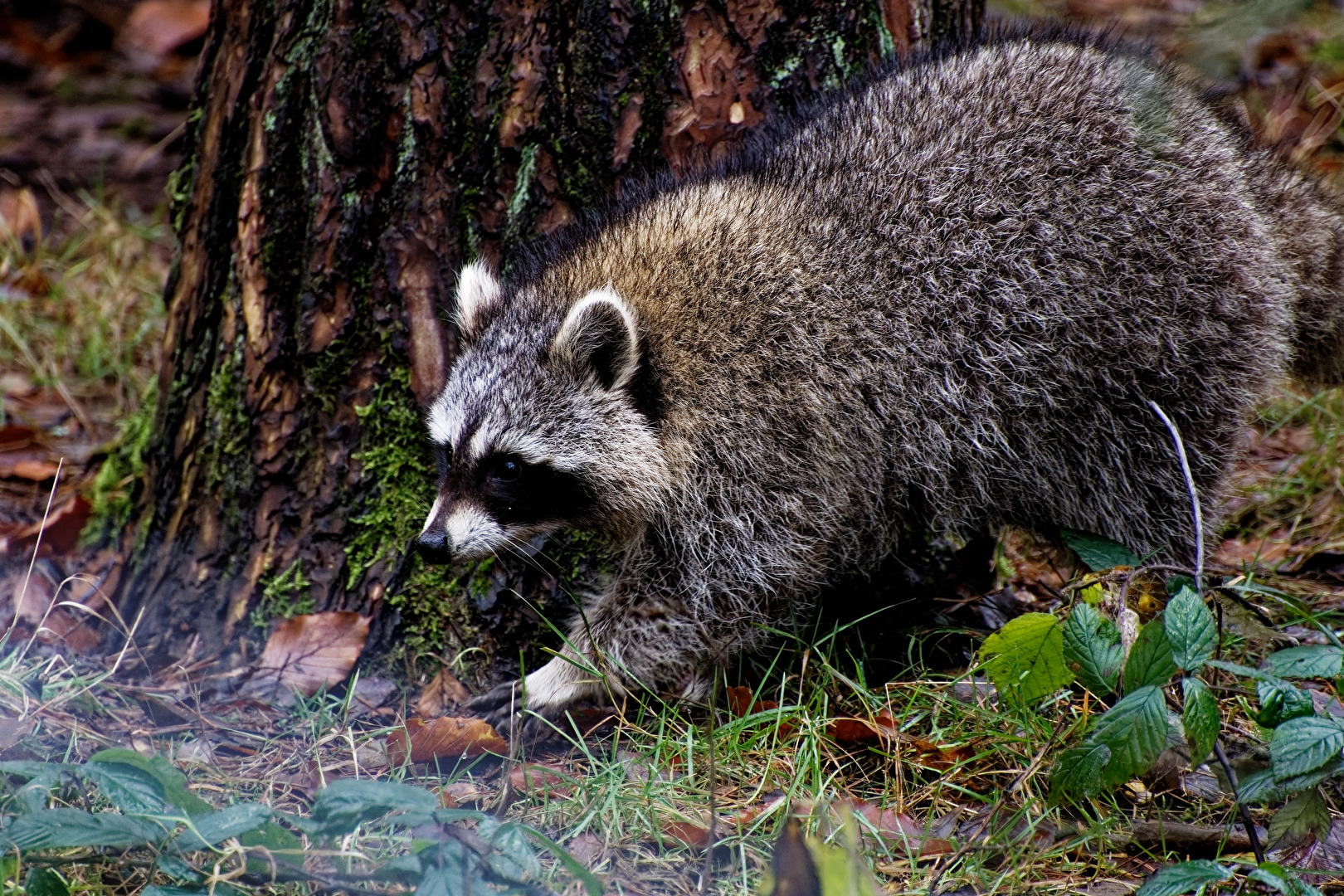 Waschbär