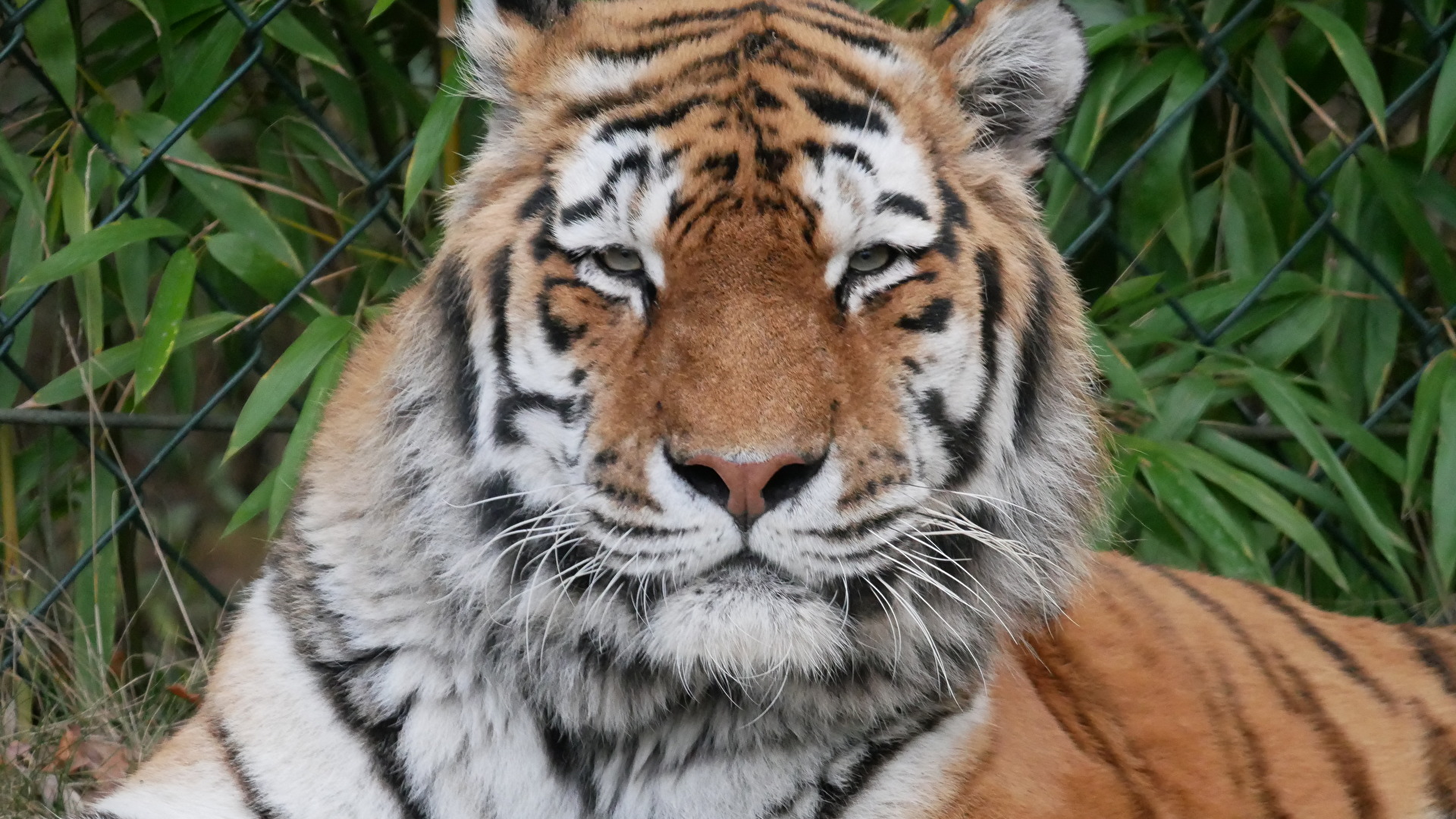 Tiger im Zoo Gelsenkirchen