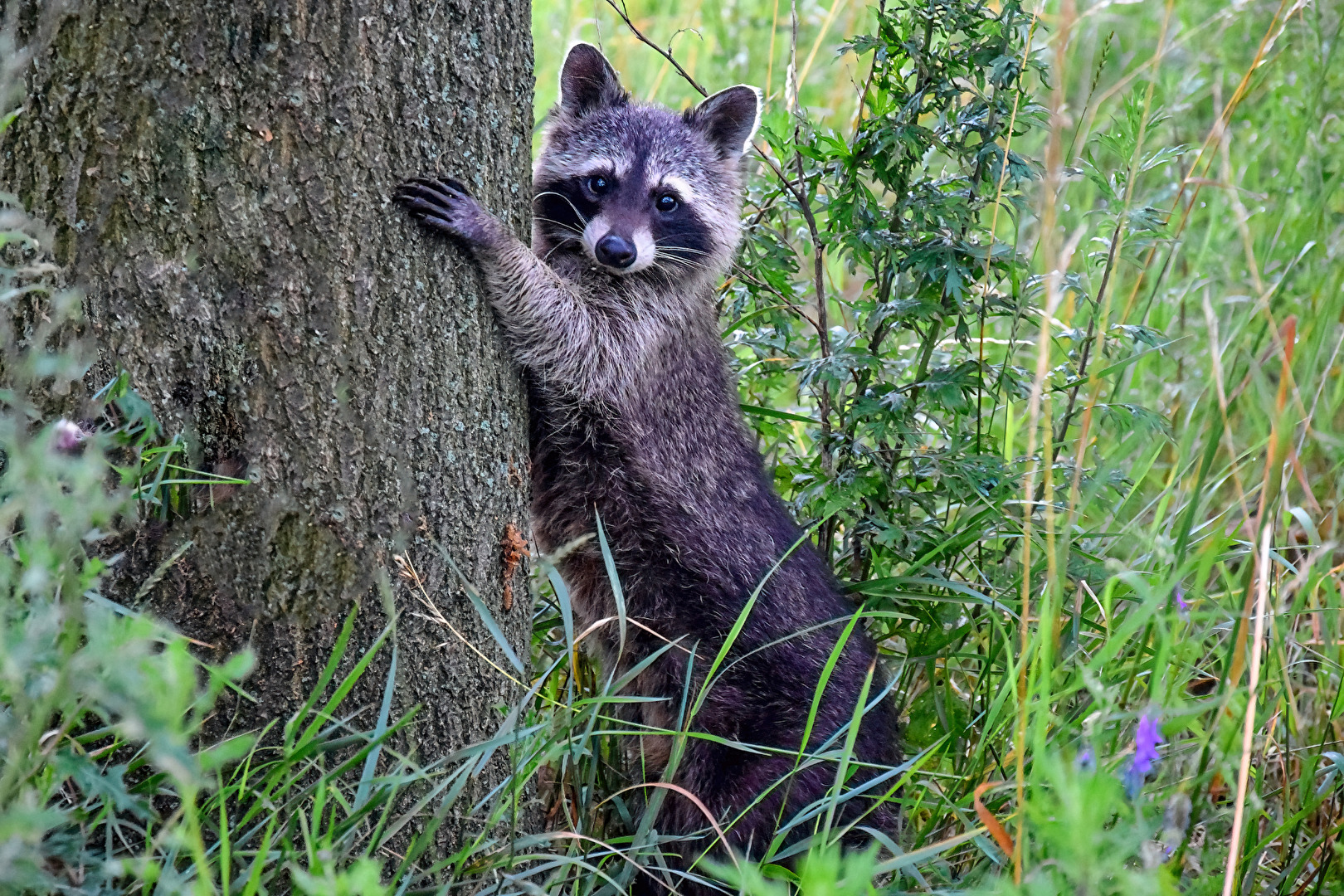 Waschbär