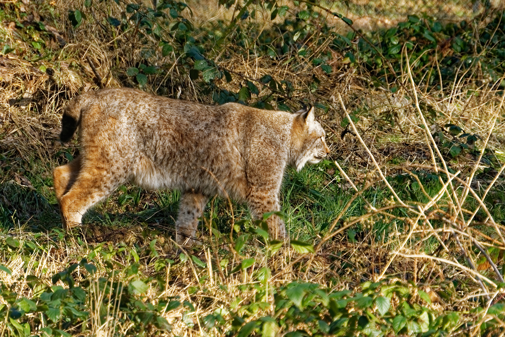 Luchs