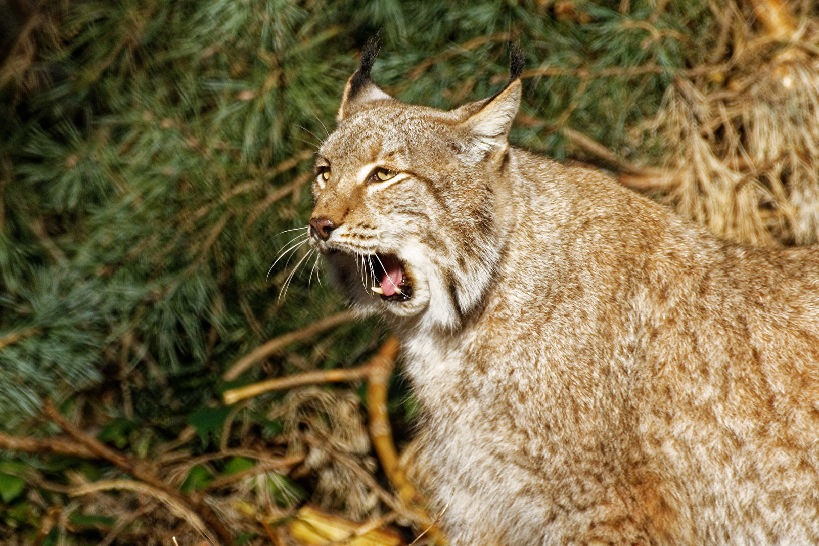 Luchs