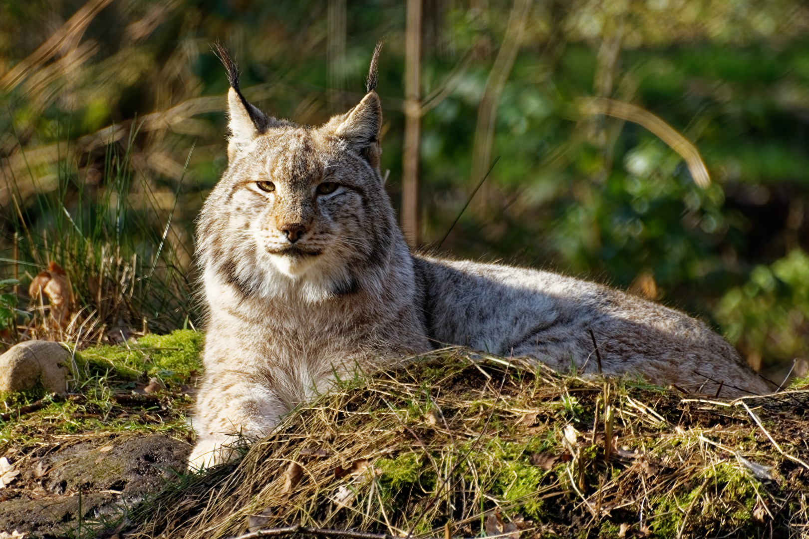 Luchs