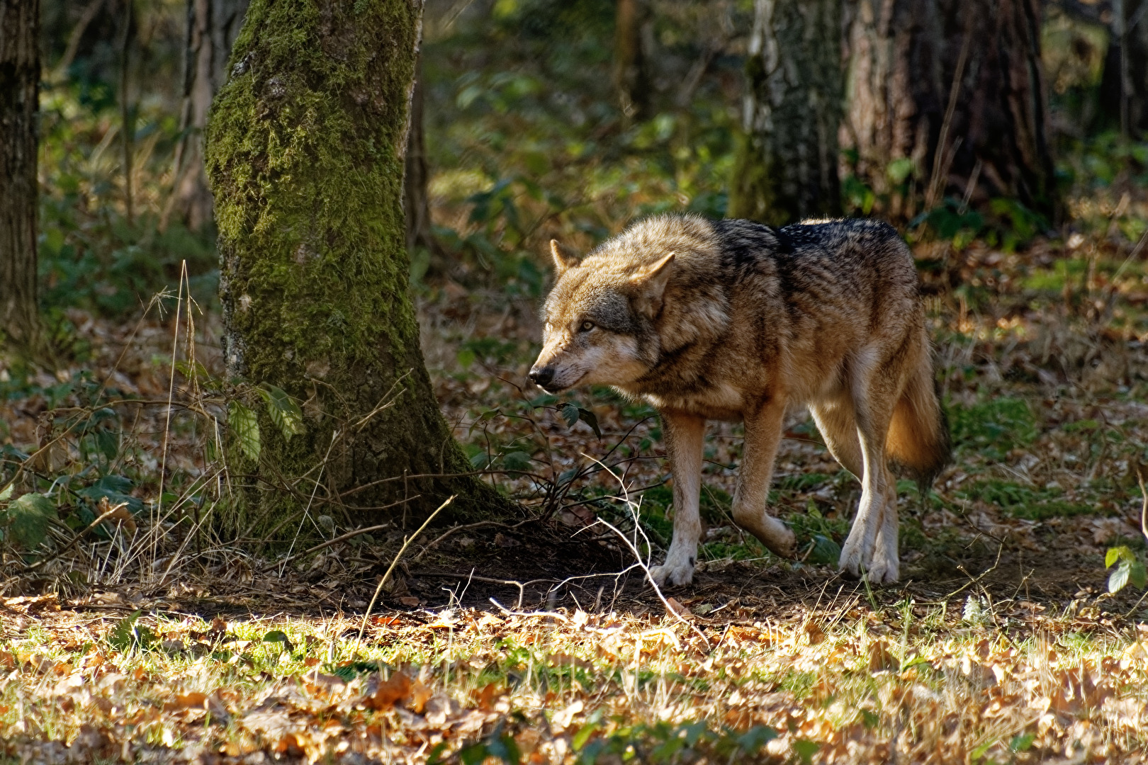 Wolf
