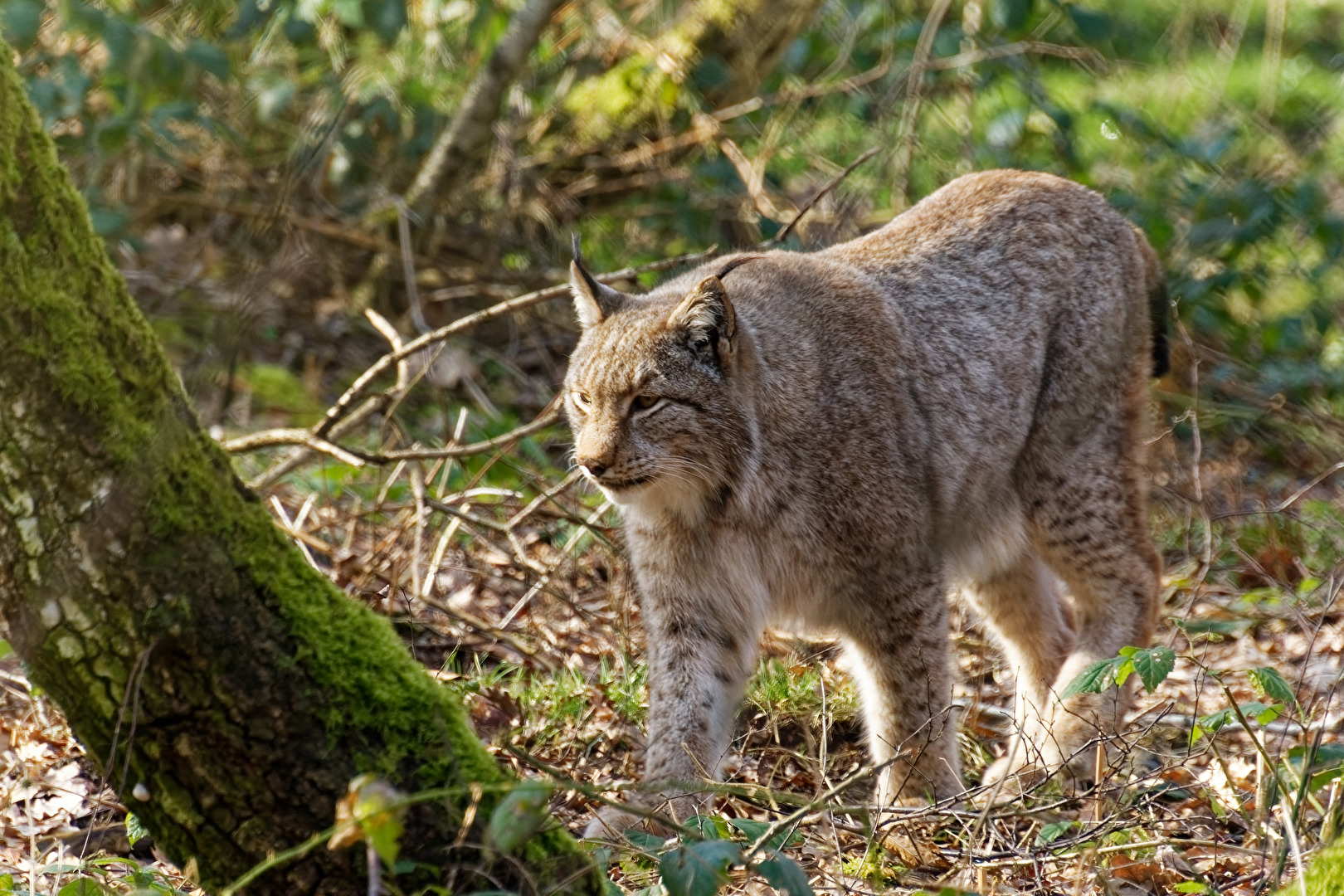 Luchs