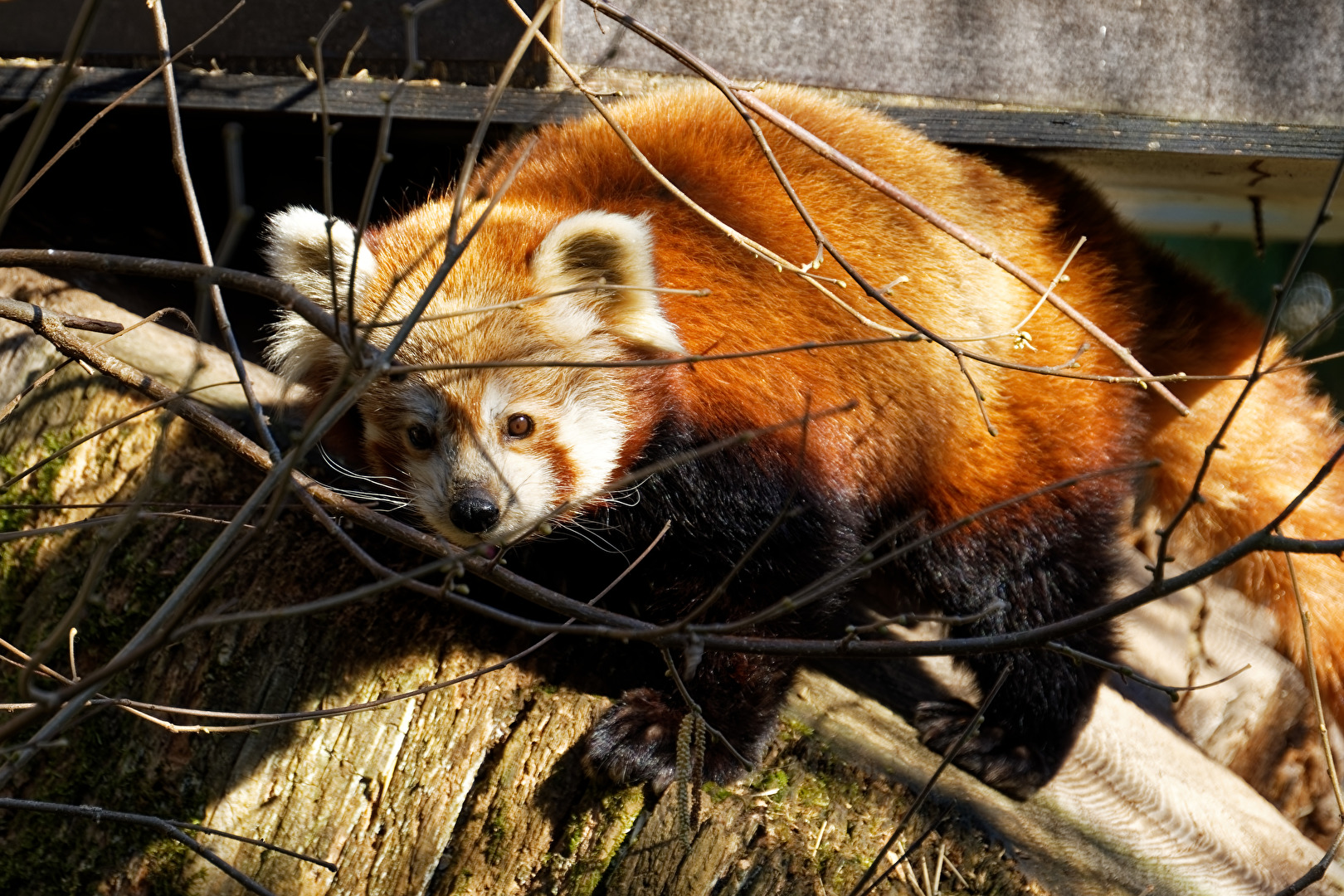 Roter Panda ( Katzenbär)