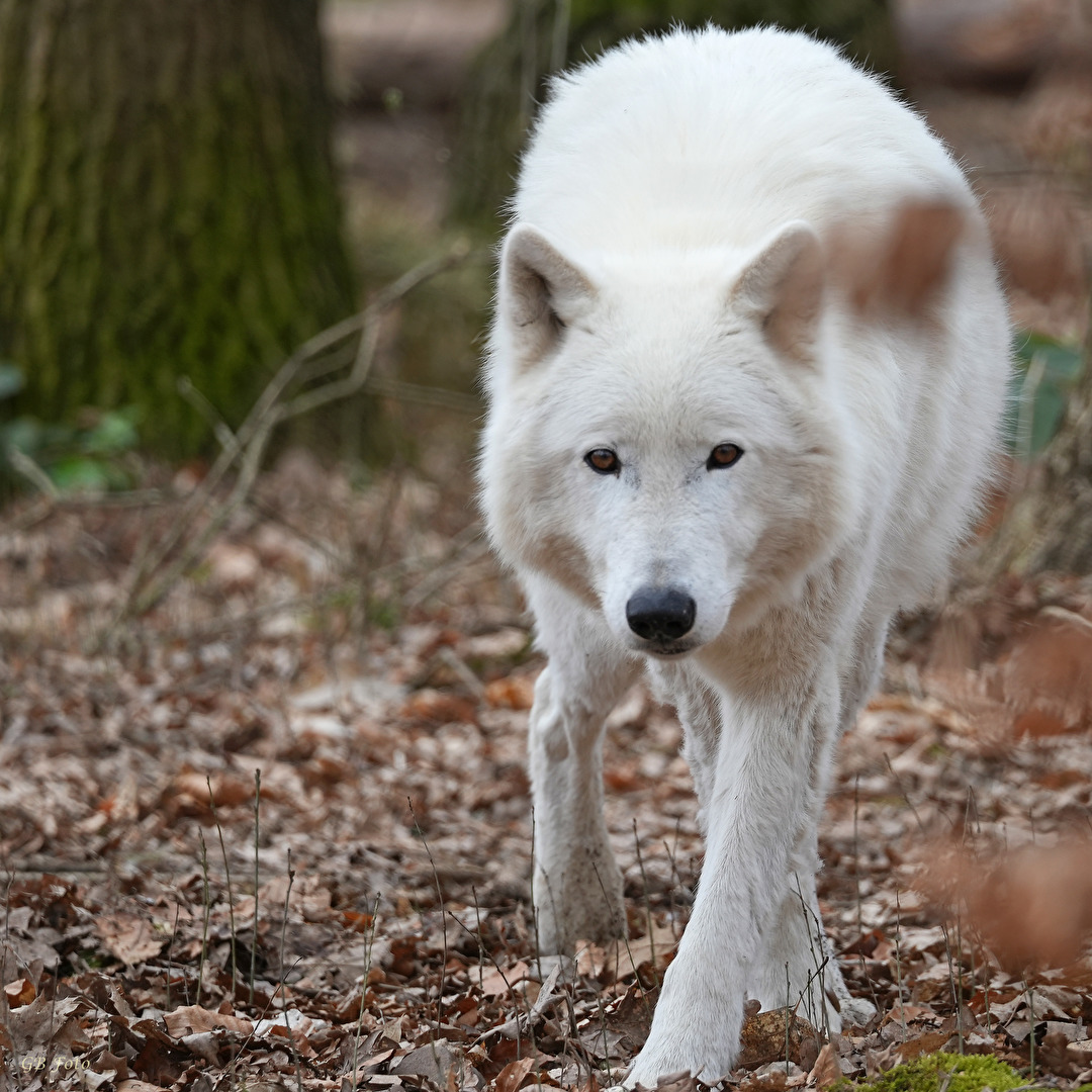Polarwolf das Erste