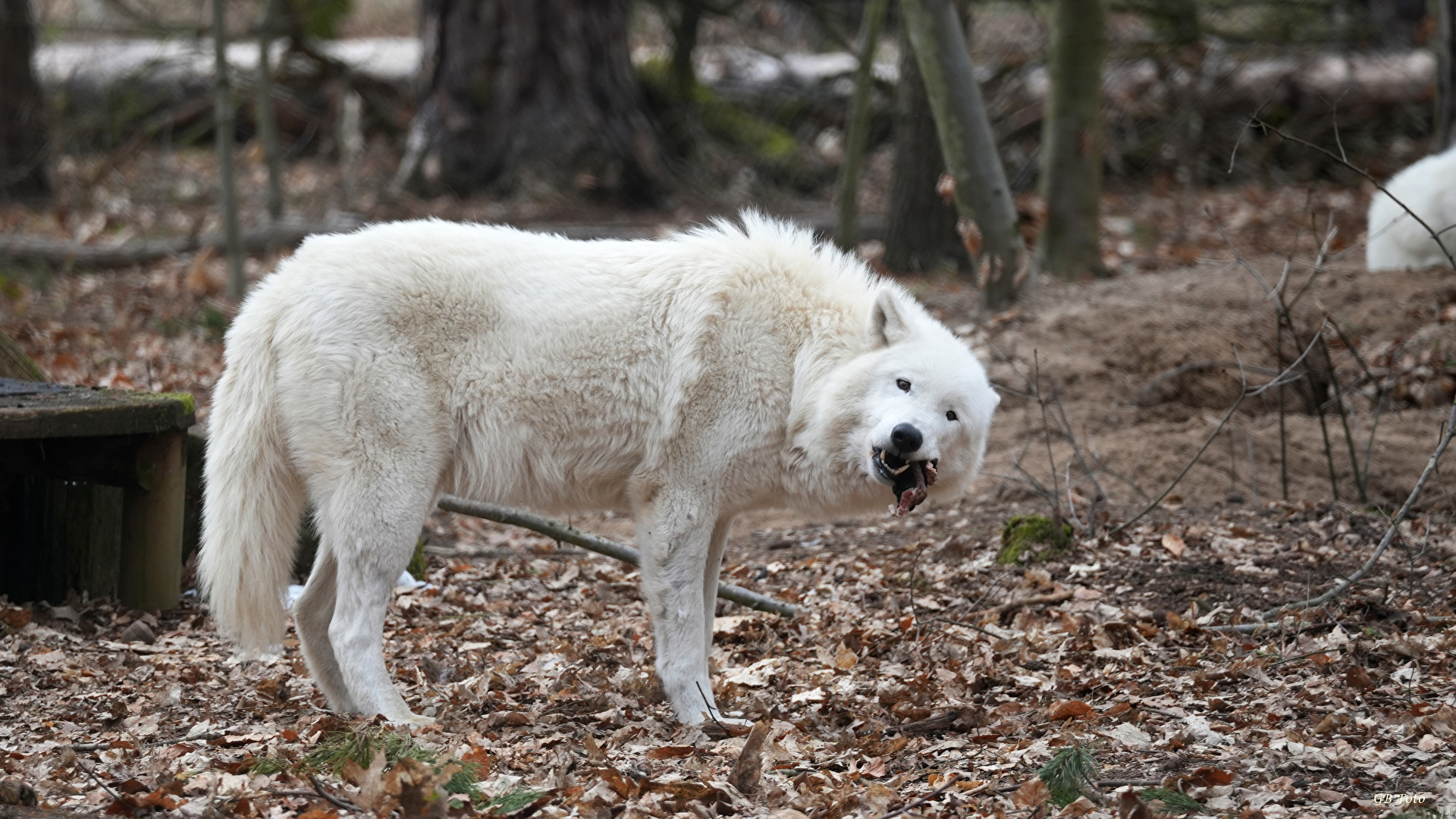 Polarwolf das Zweite