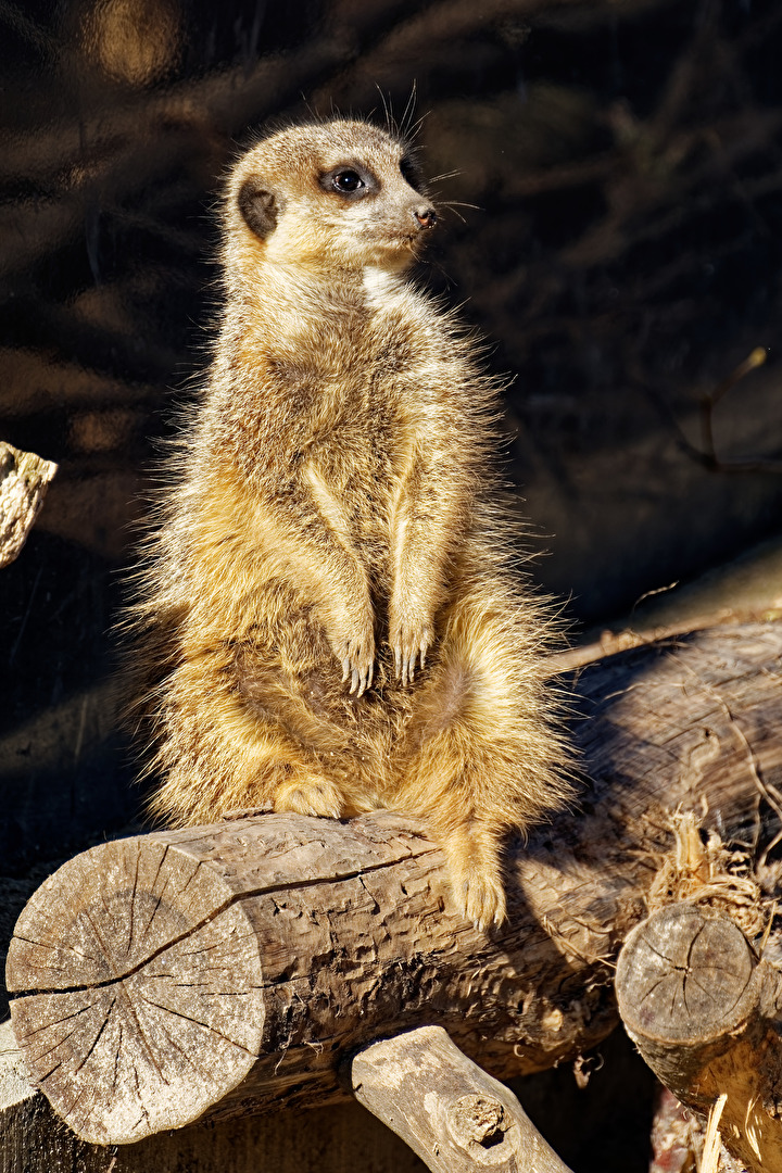 Erdmännchen