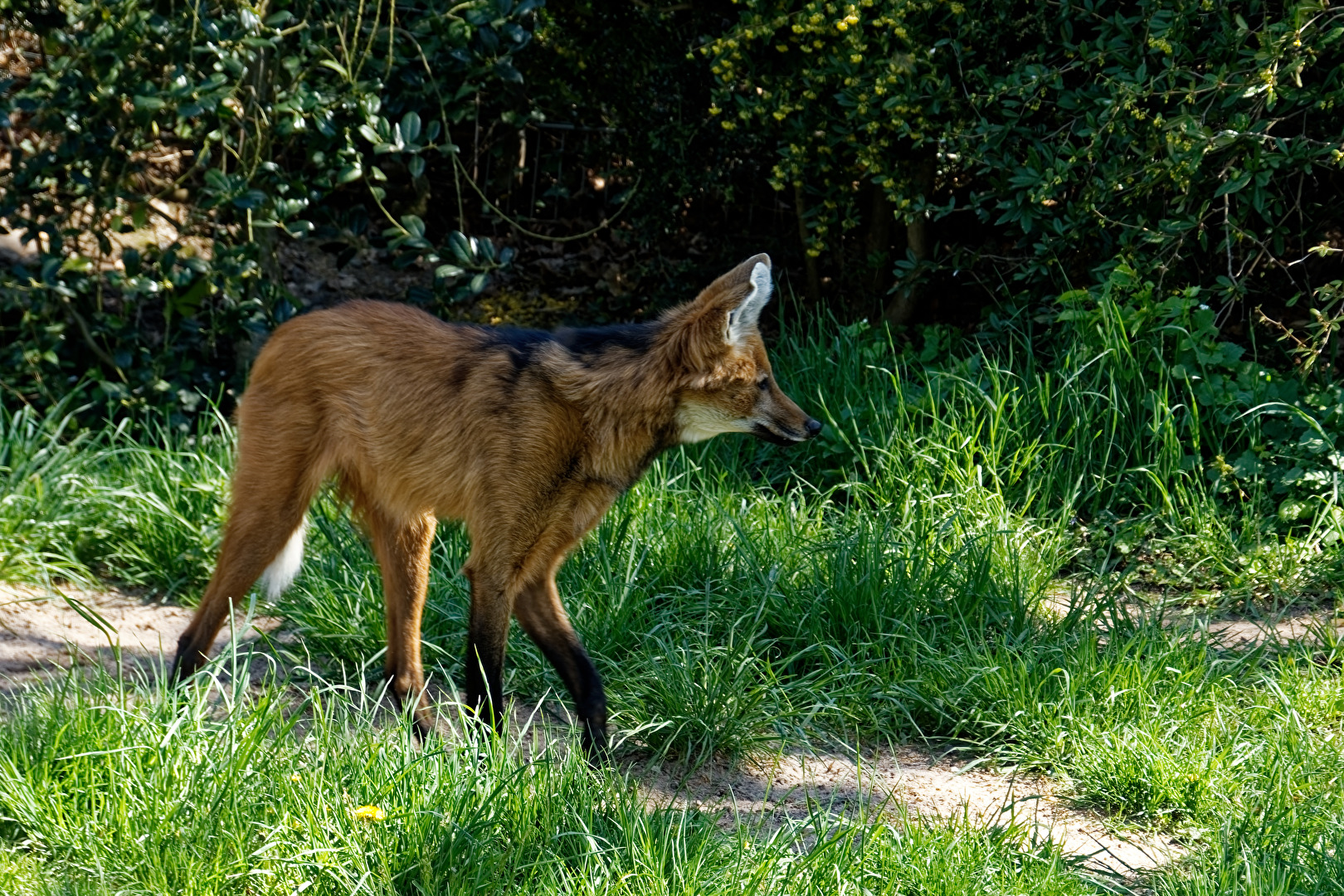 Mähnenwolf