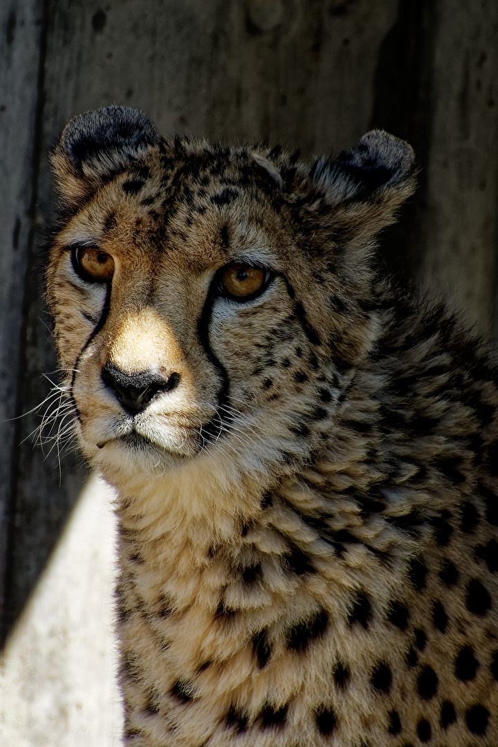 Gepard