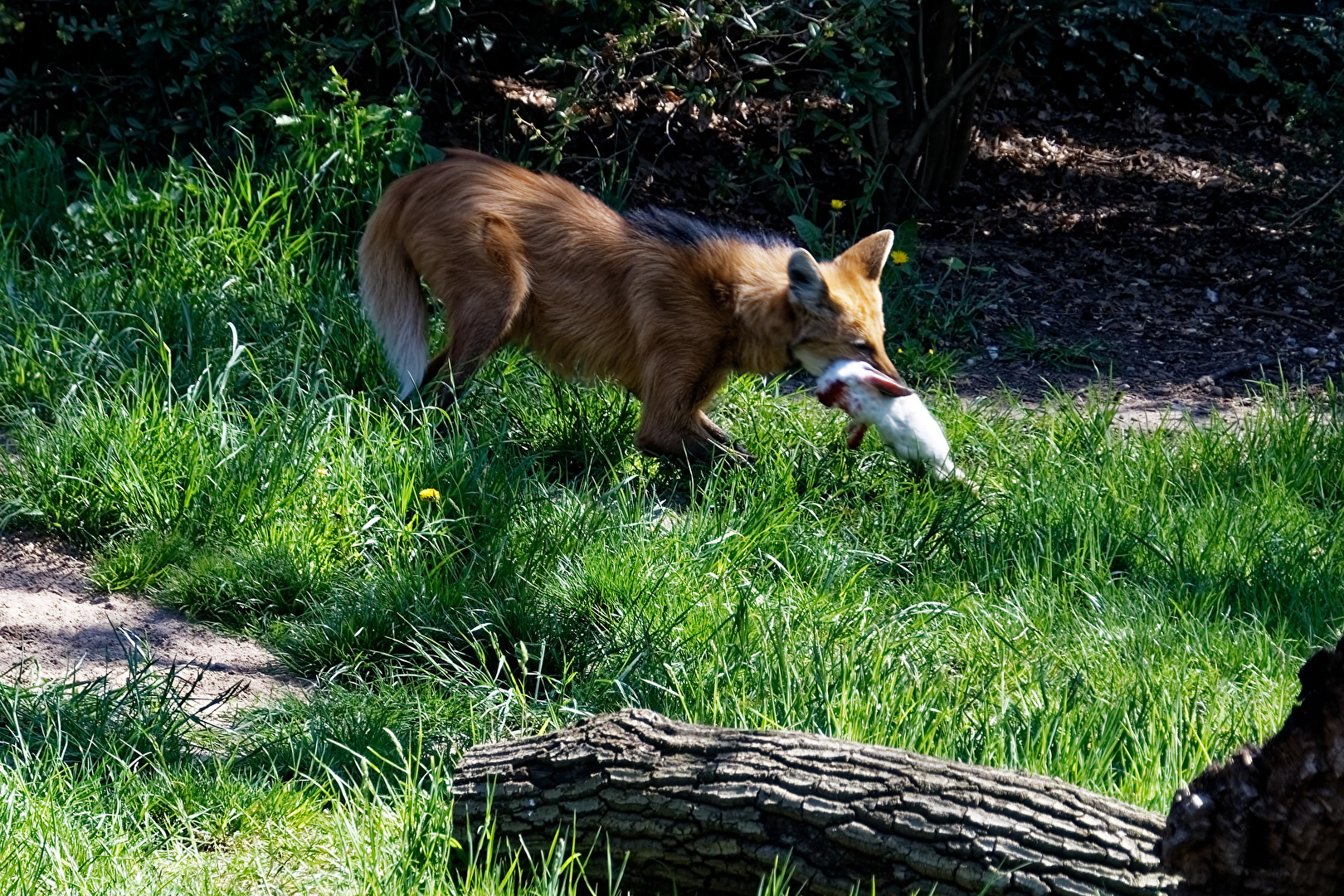 Mähnenwolf