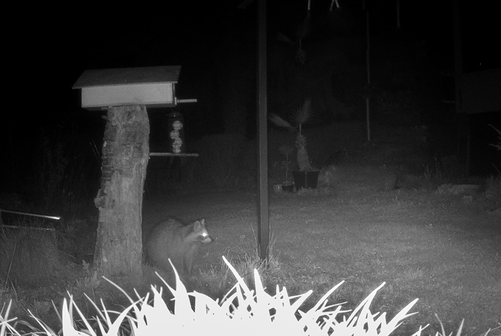 Unser Waschbär ist wieder da.