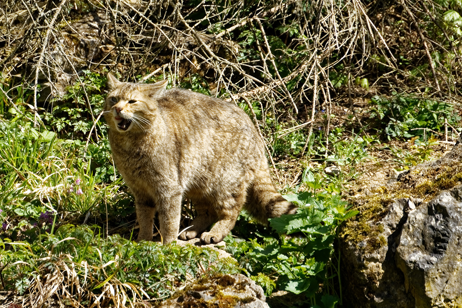 Wildkatze