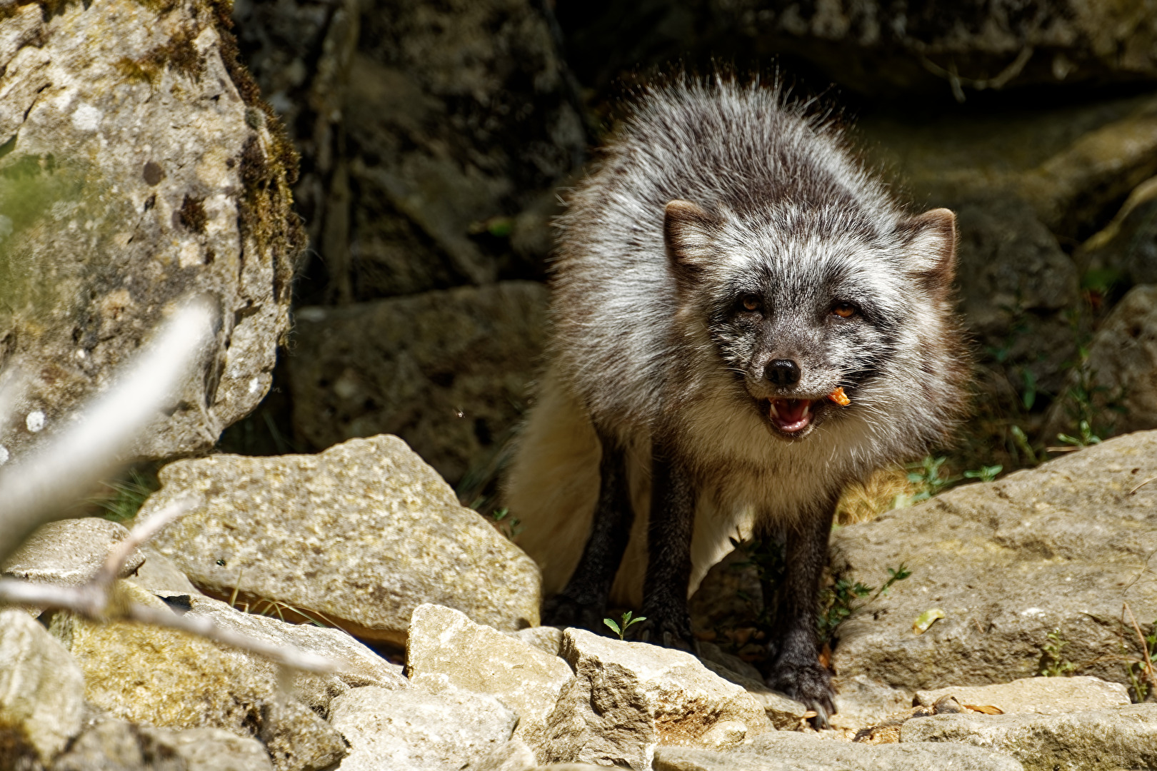 Waschbär