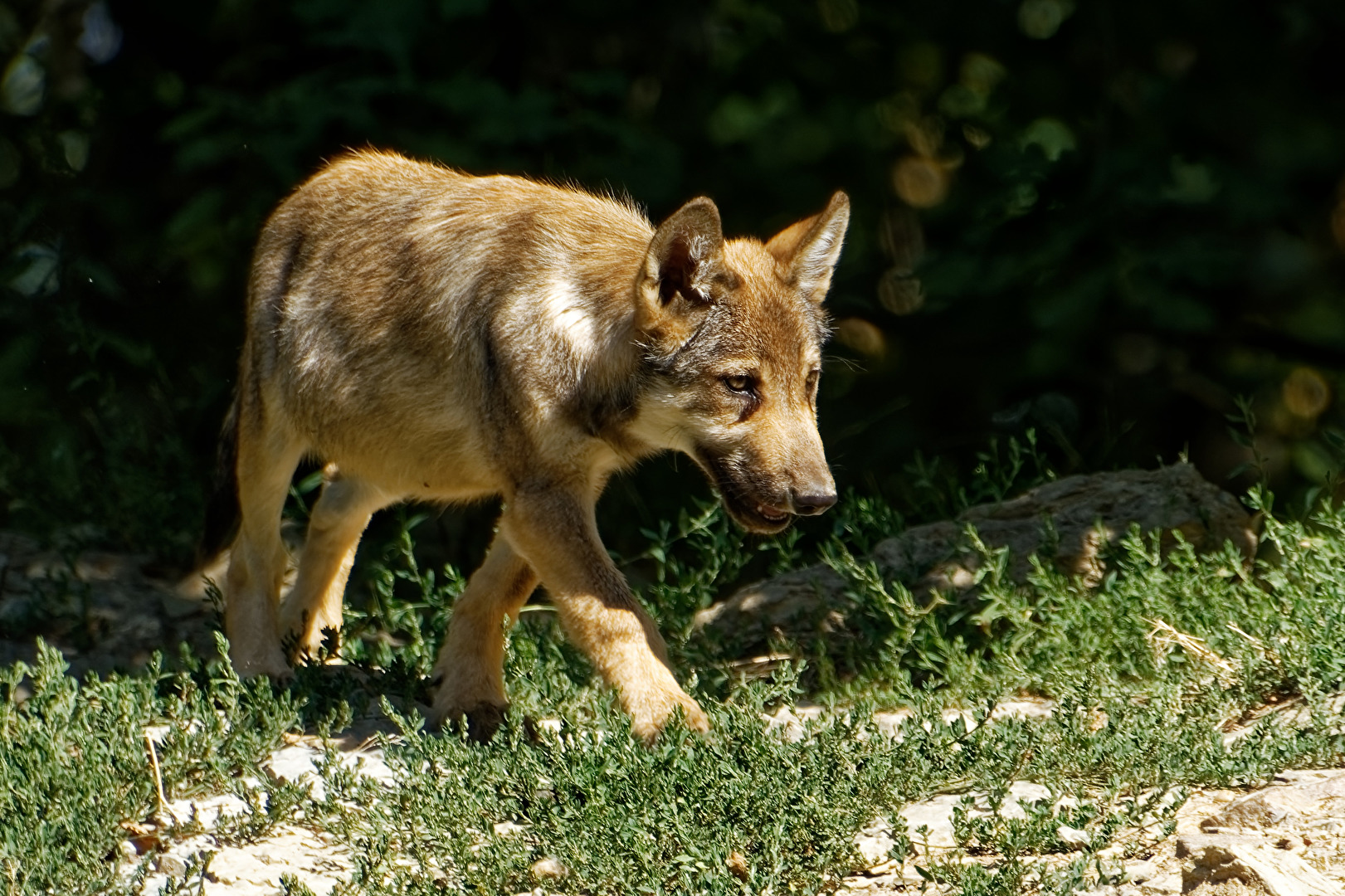 junger Timberwolf