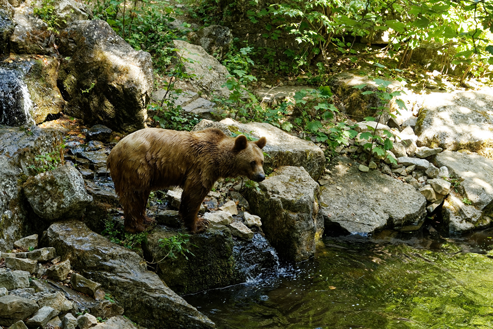 Braunbär