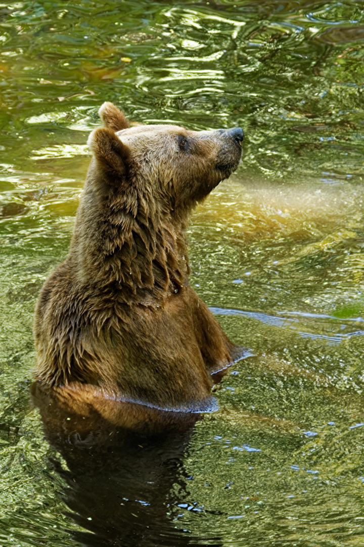 Braunbär