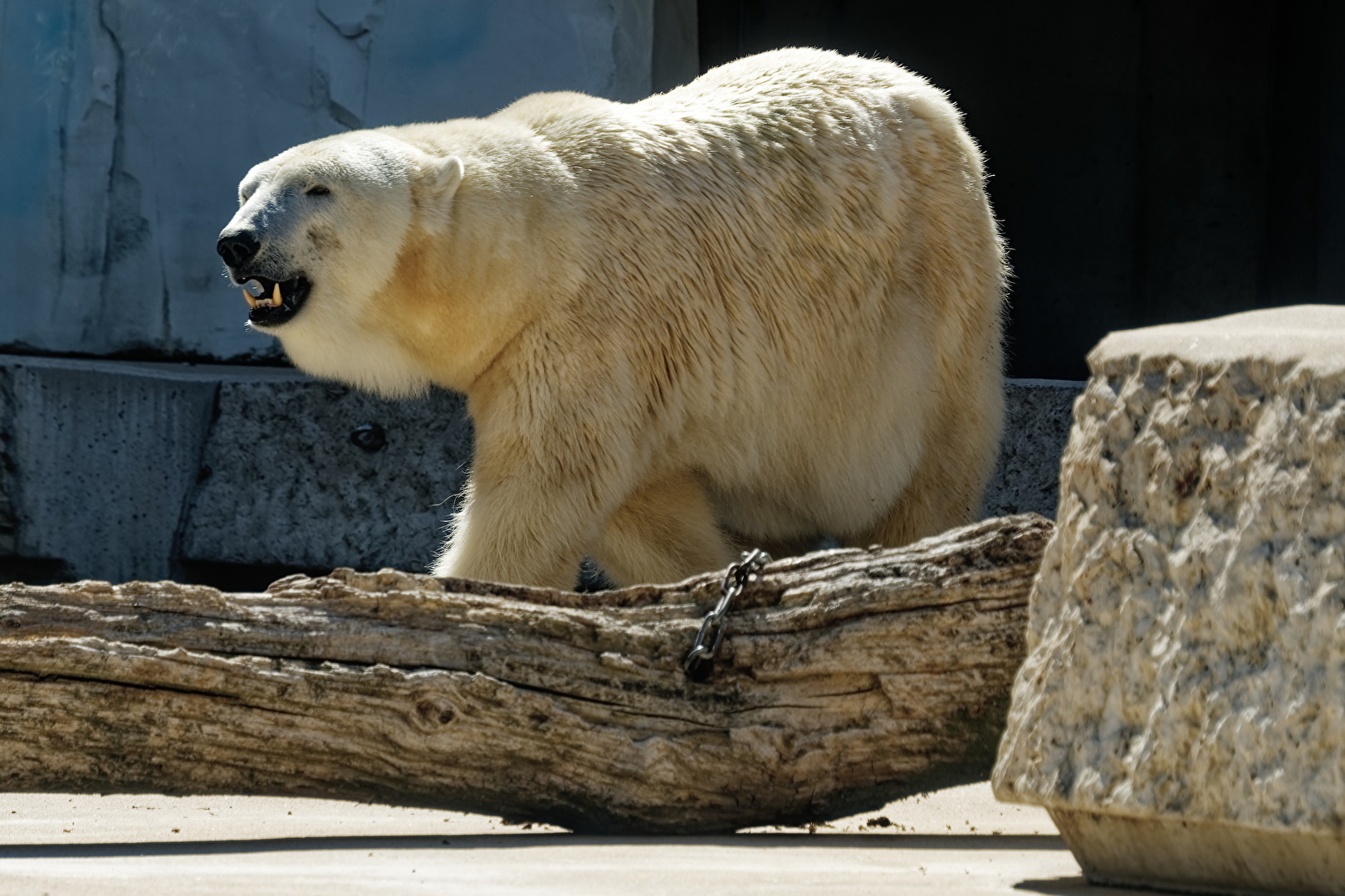 Eisbär