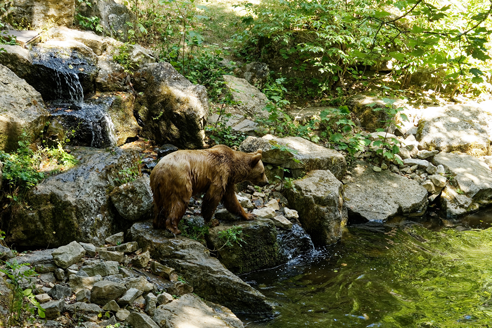 Braunbär