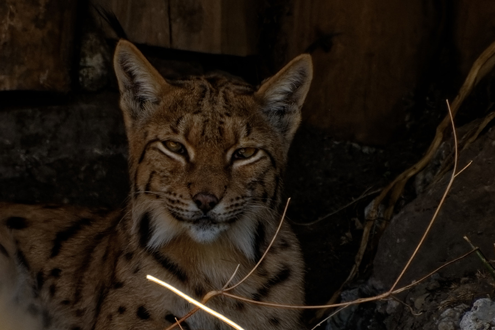 Karpatenluchs