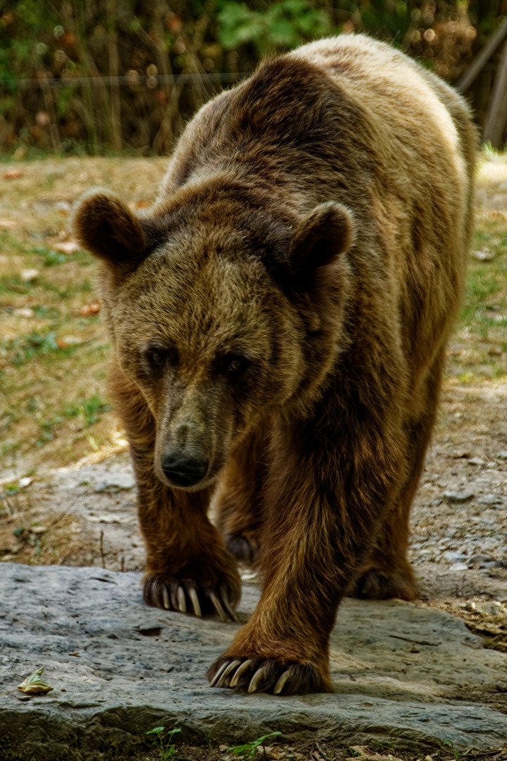 Braunbär