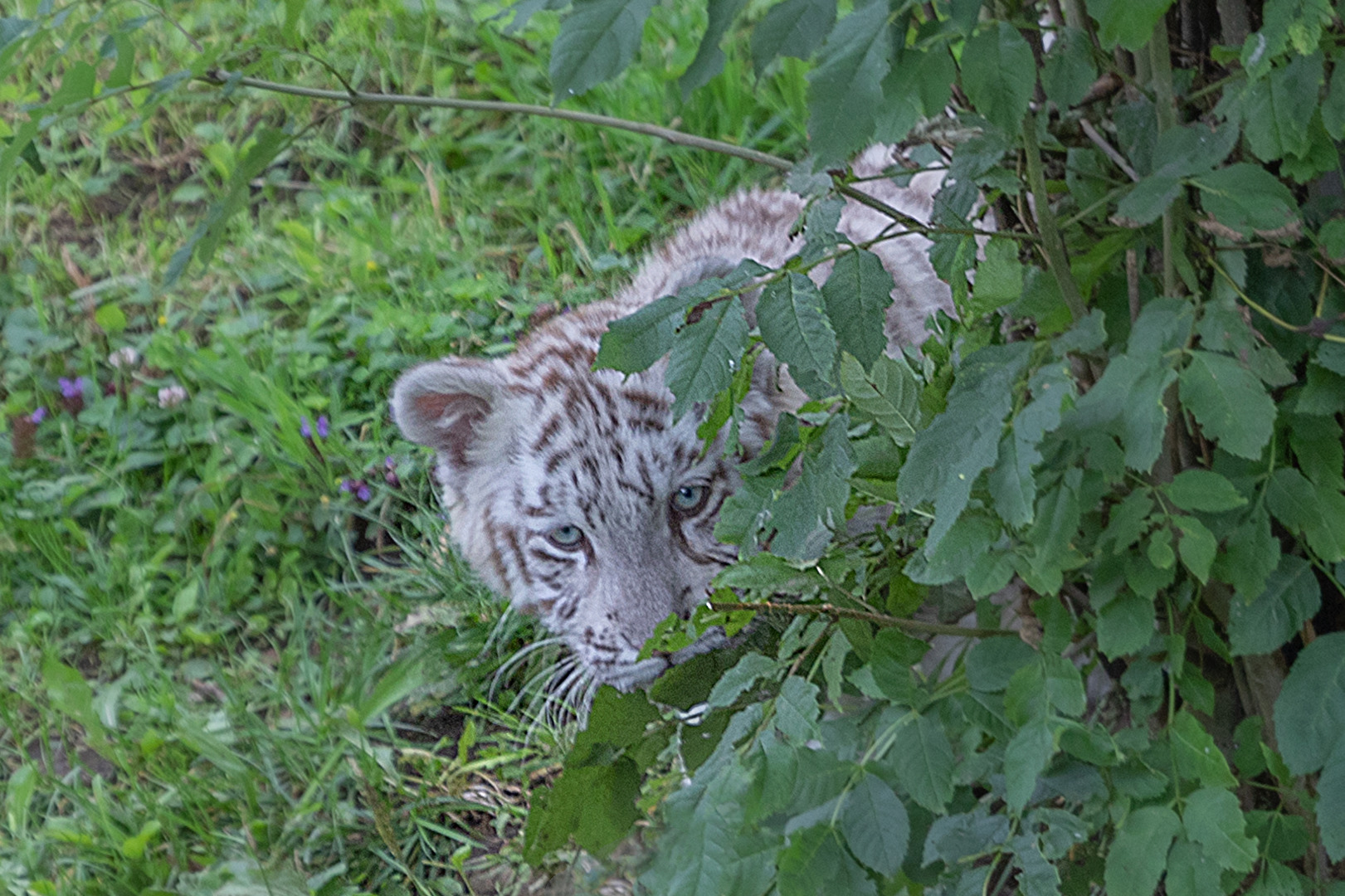 Tigermama Mohan mit Tigerjungem Mikita