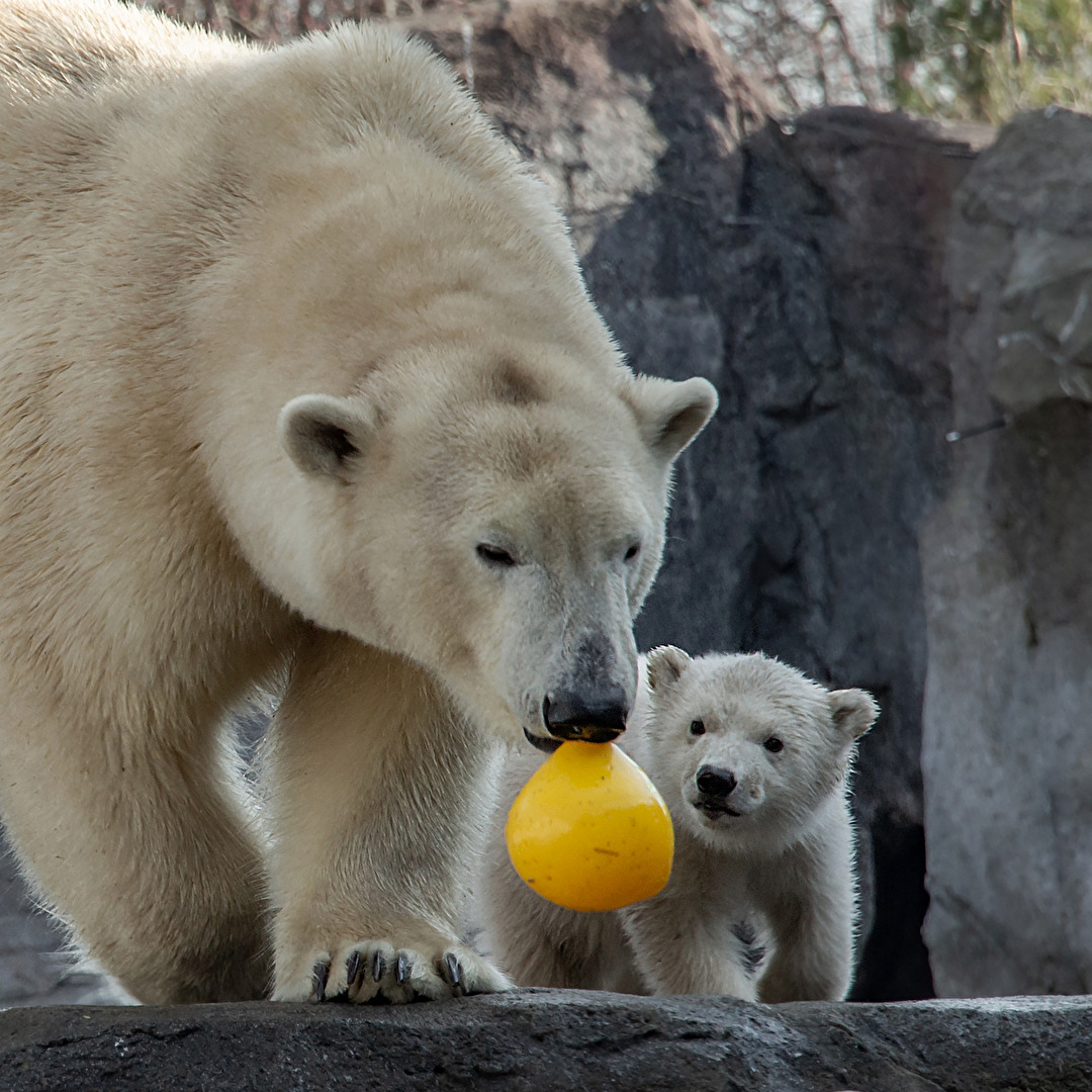 Eisbärjunges Finja mit Mutter Nora
