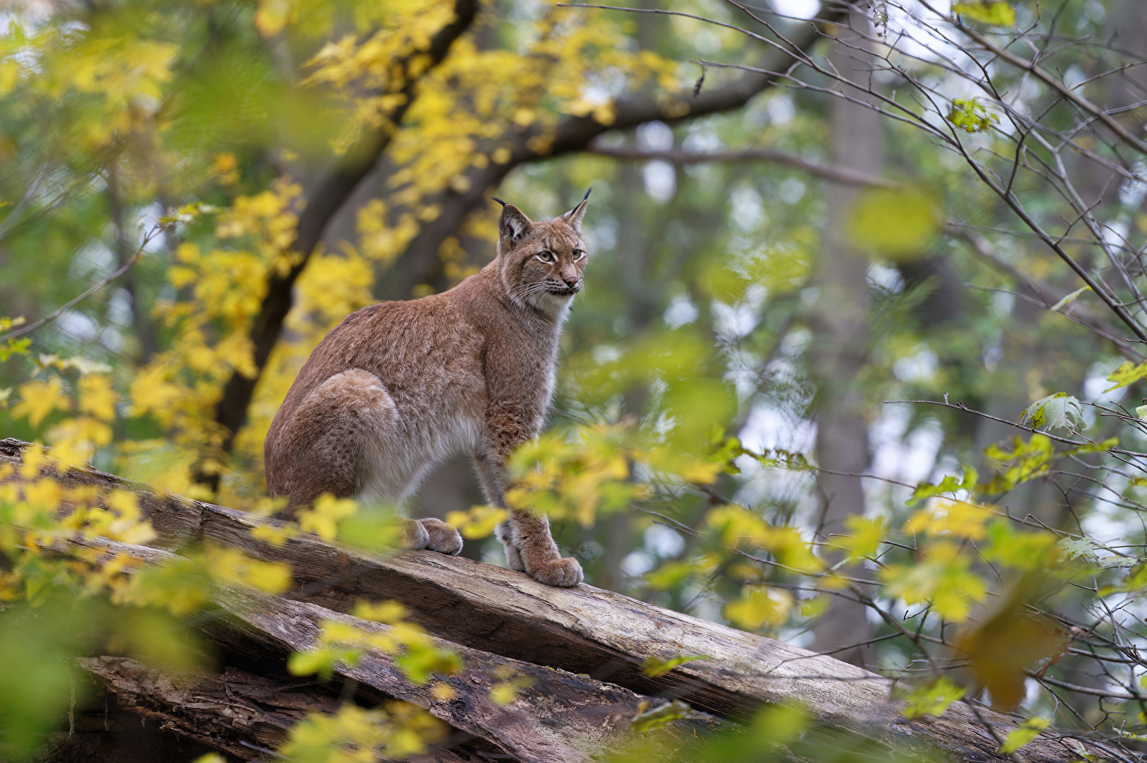 Eurasischer Luchs im herbstlichen Wald