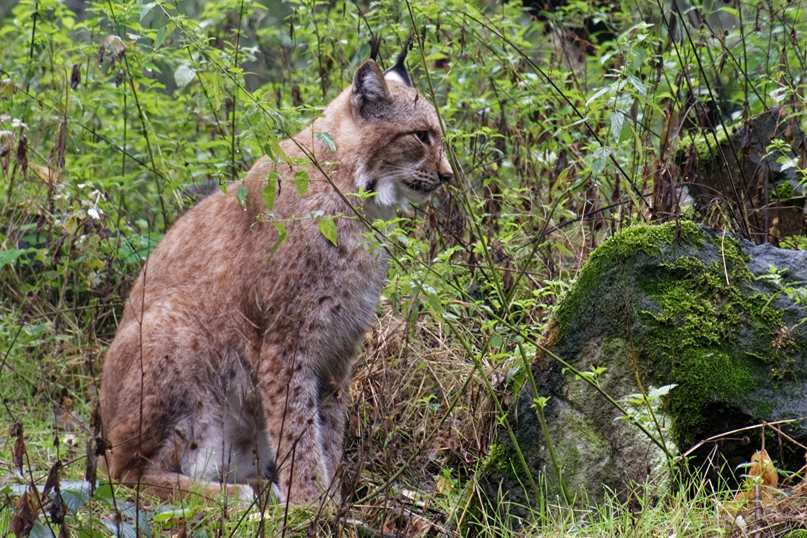 Luchs