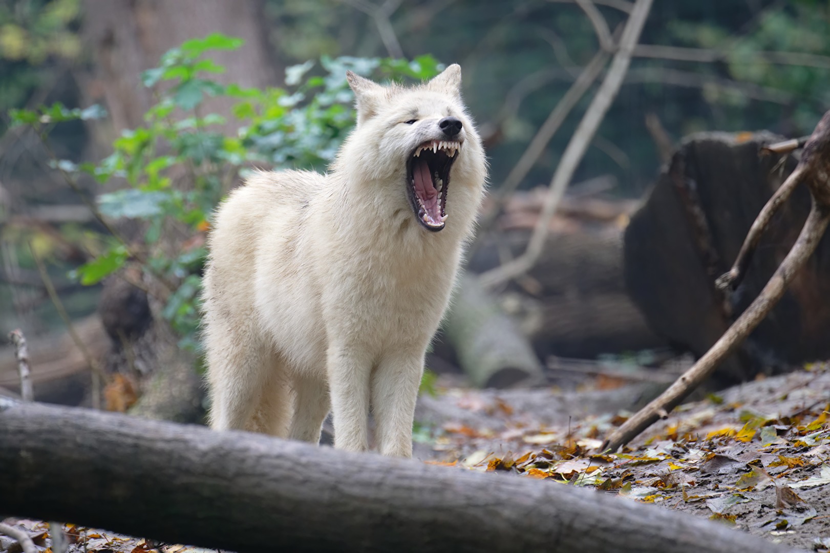 Junger Arktischer Wolf