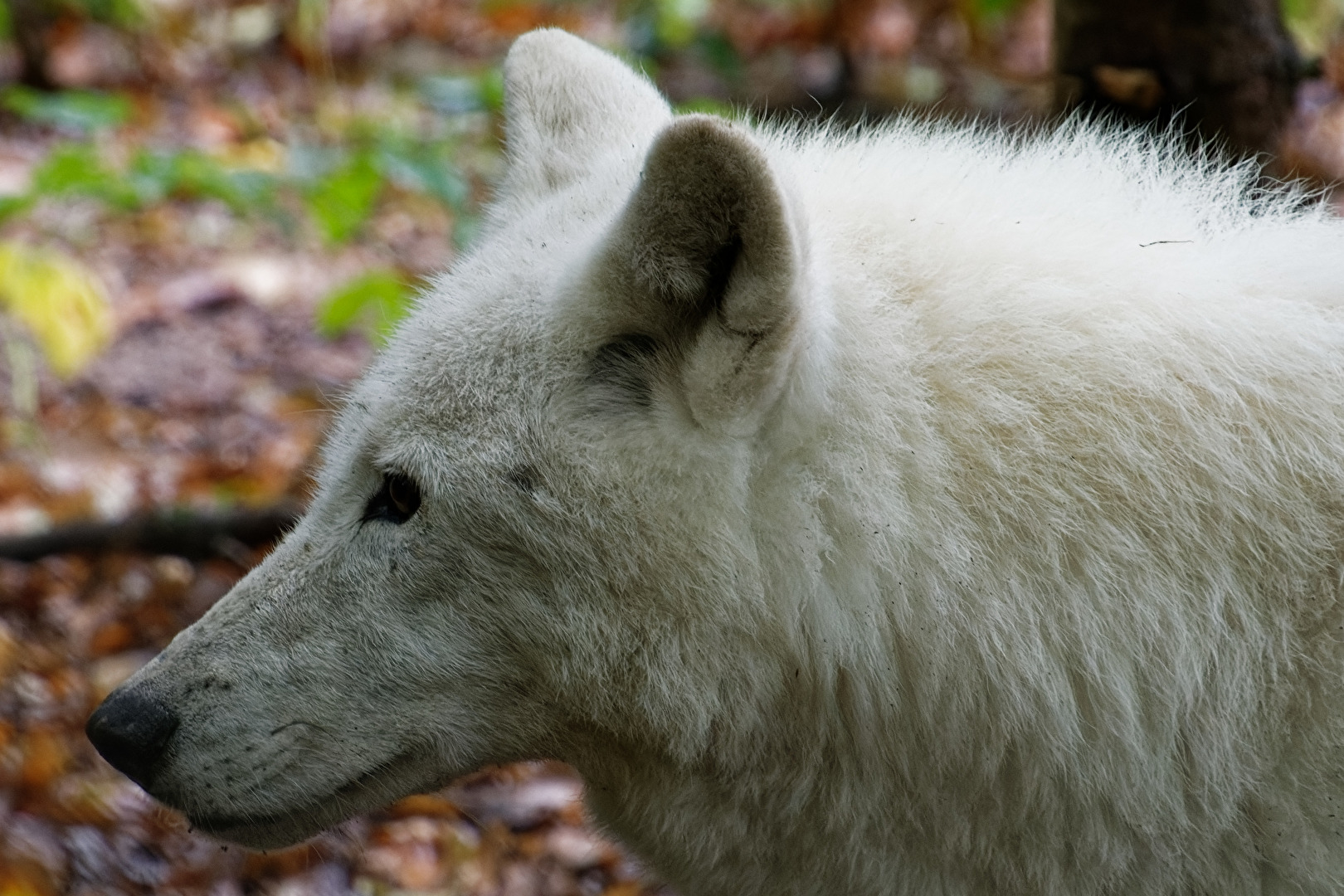 Polarwolf