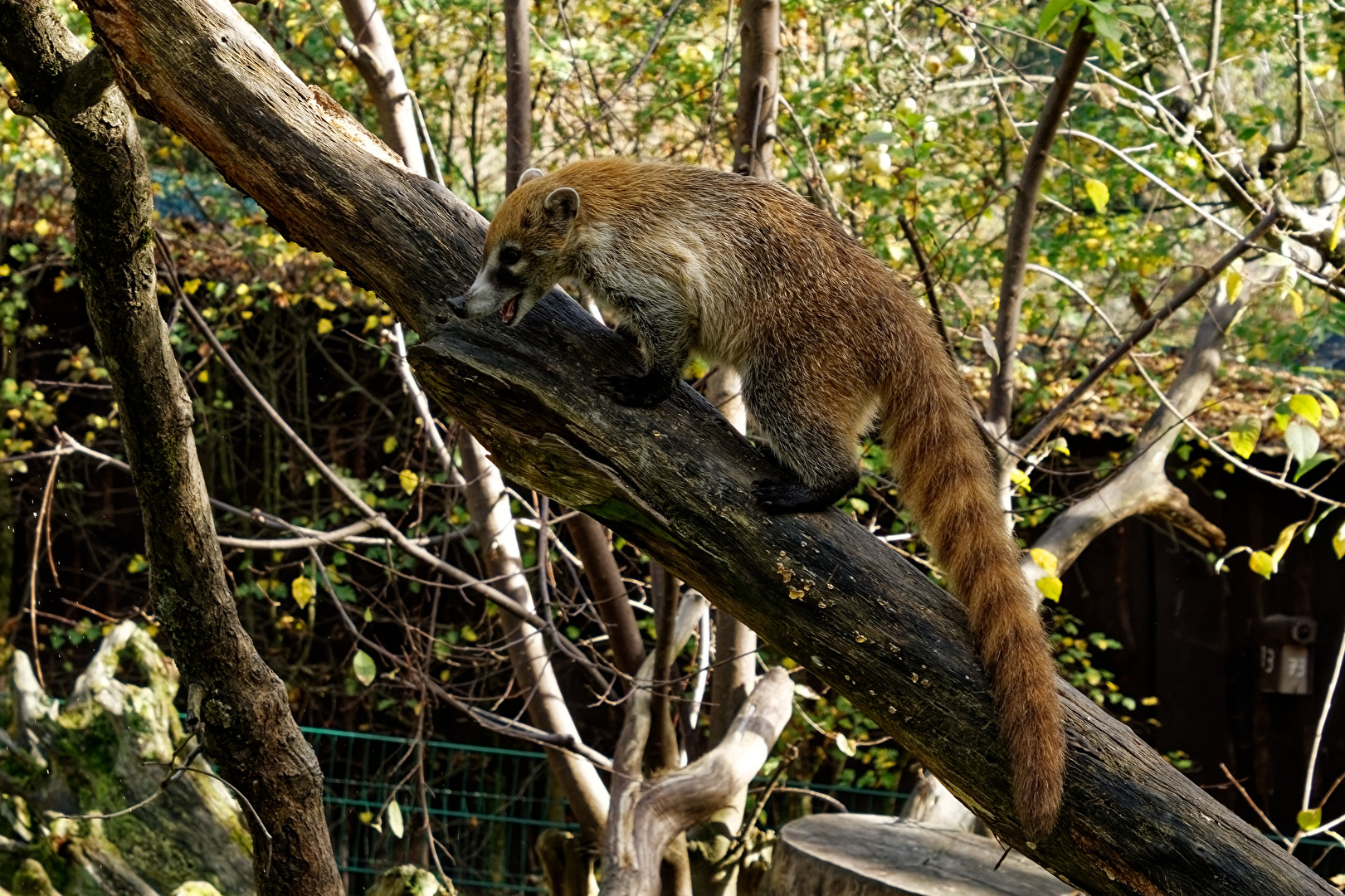 Nasenbär