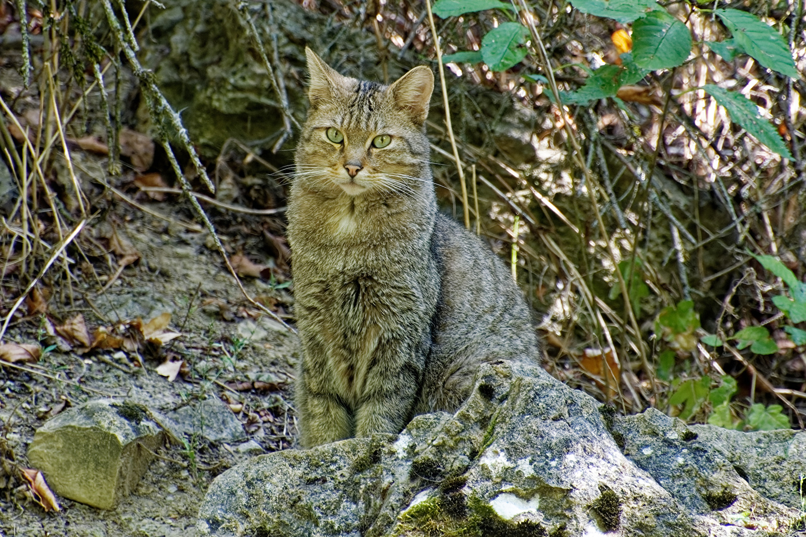 Wildkatze