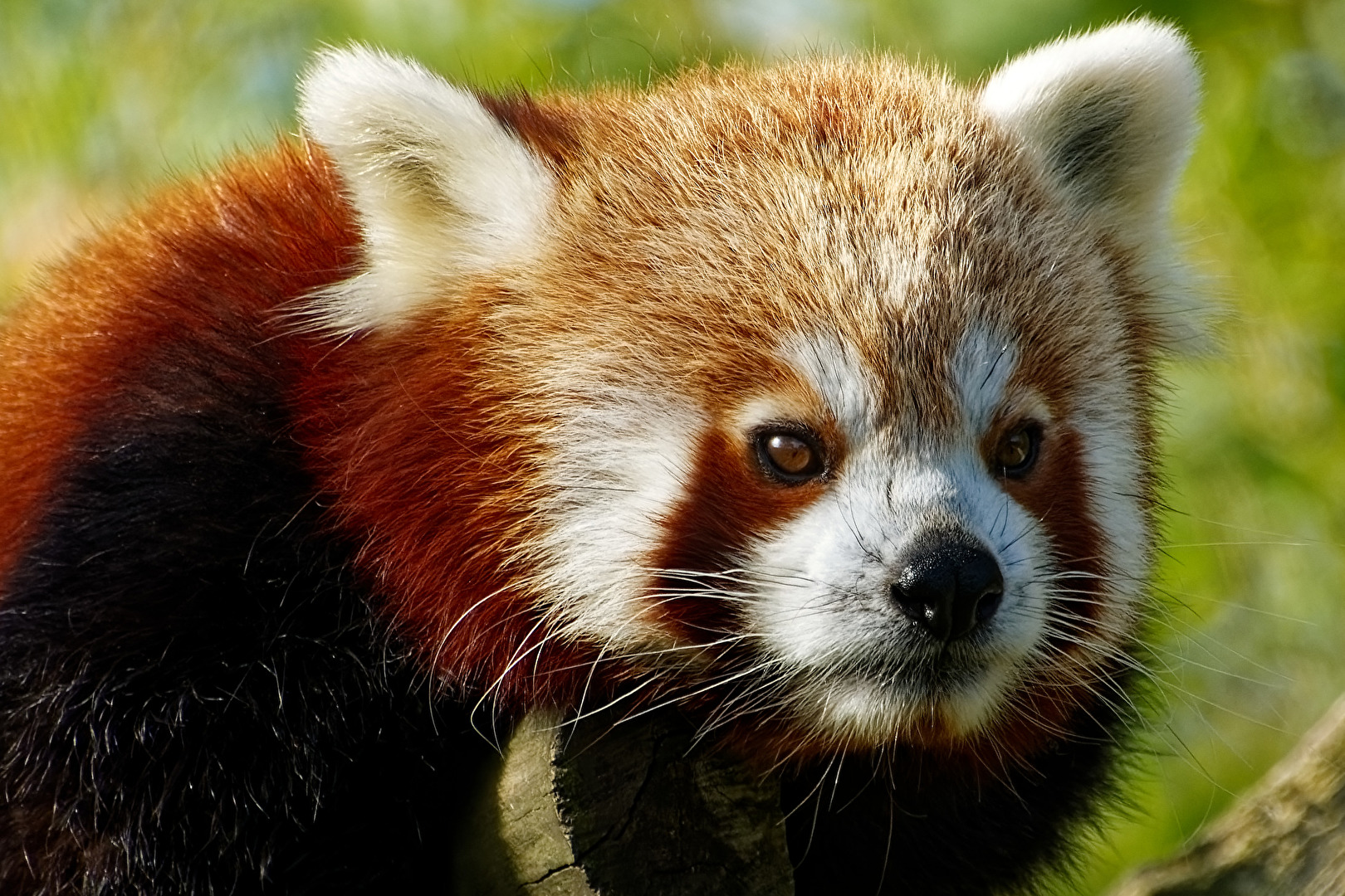 Roter Panda ( Katzenbär )