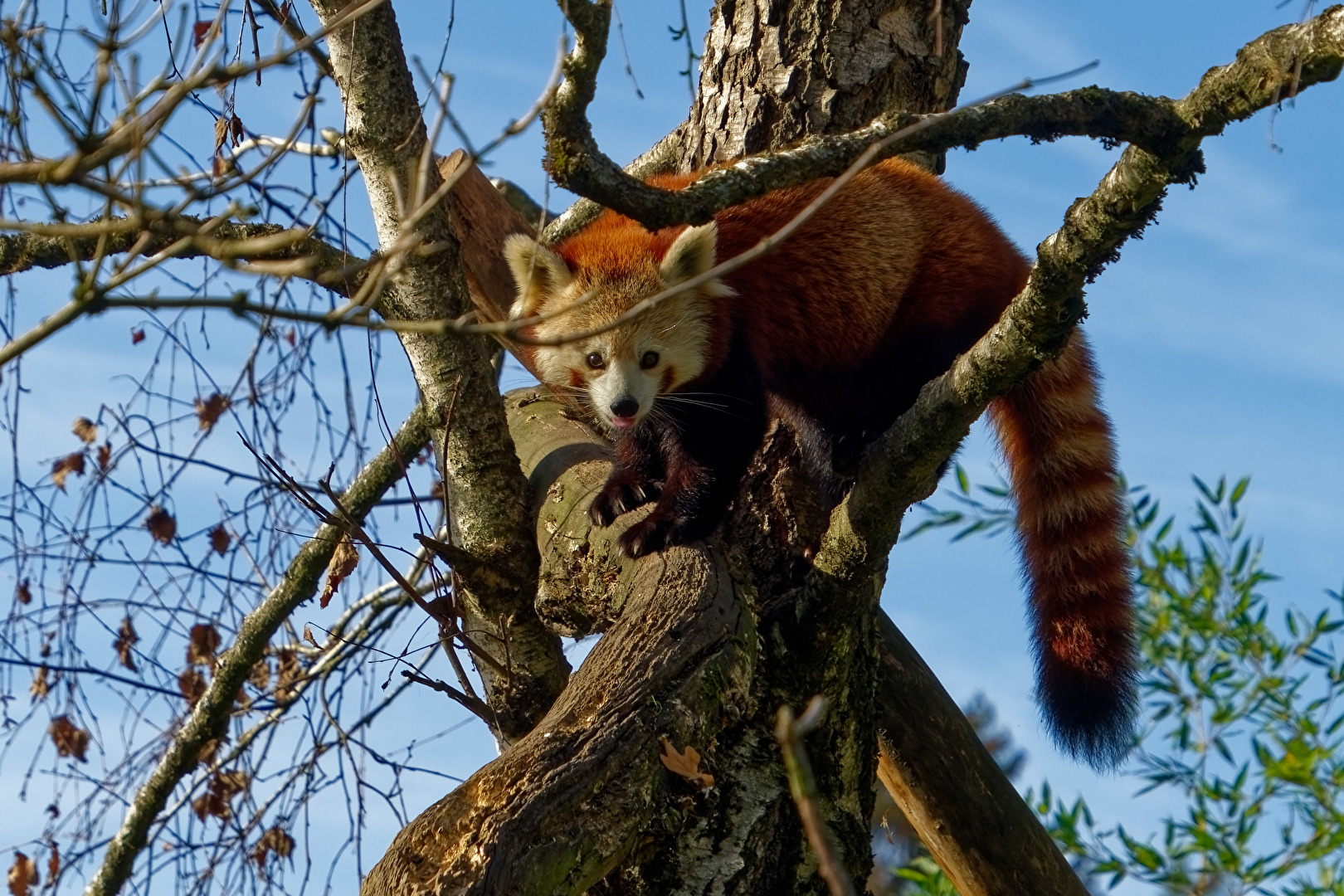 Kleiner Panda