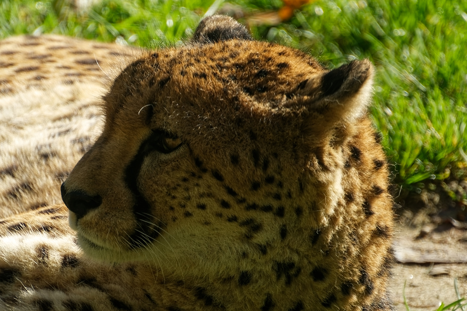 Gepard