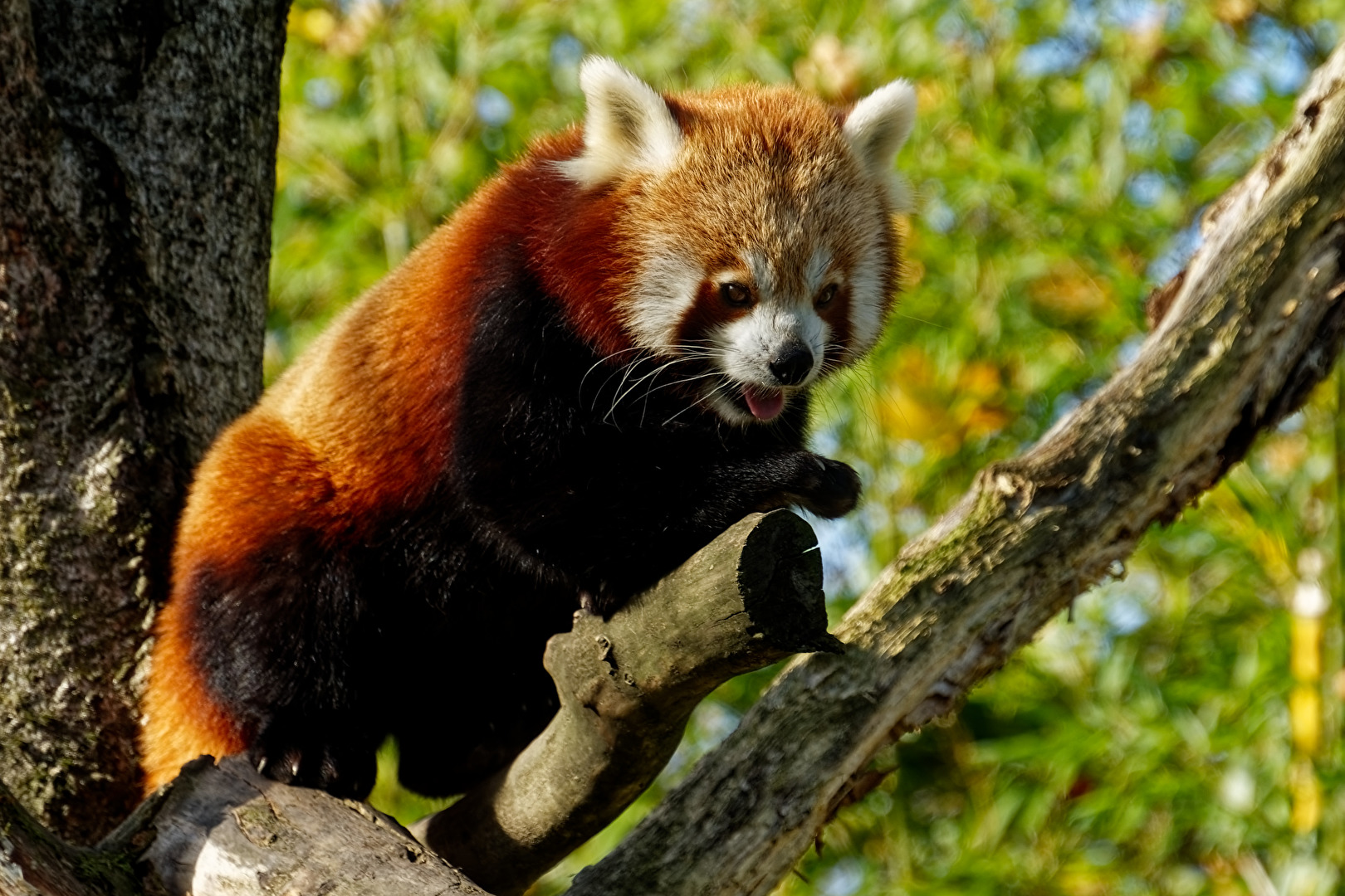 Roter Panda  ( Katzenbär )