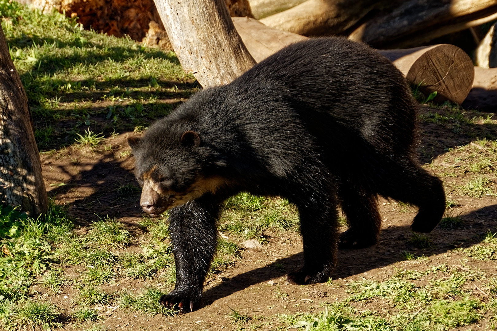 Brillenbär