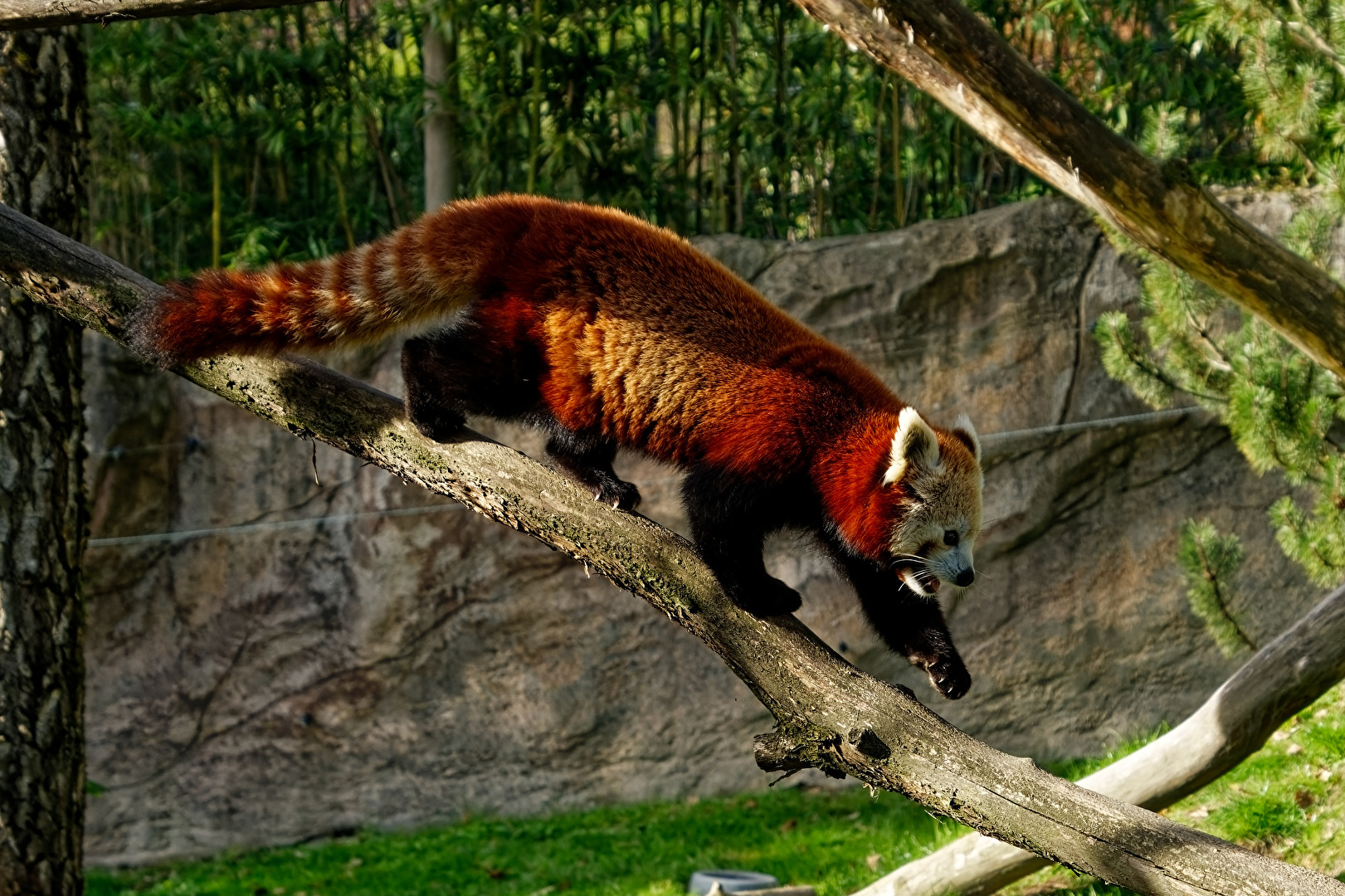 Roter Panda ( Katzenbär )