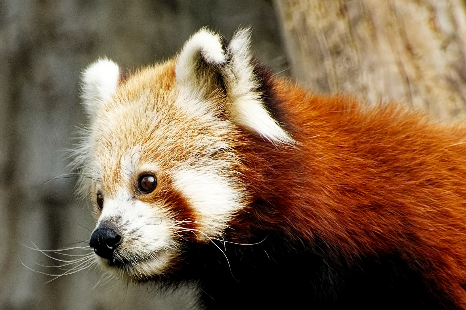 Roter Panda ( Katzenbär )