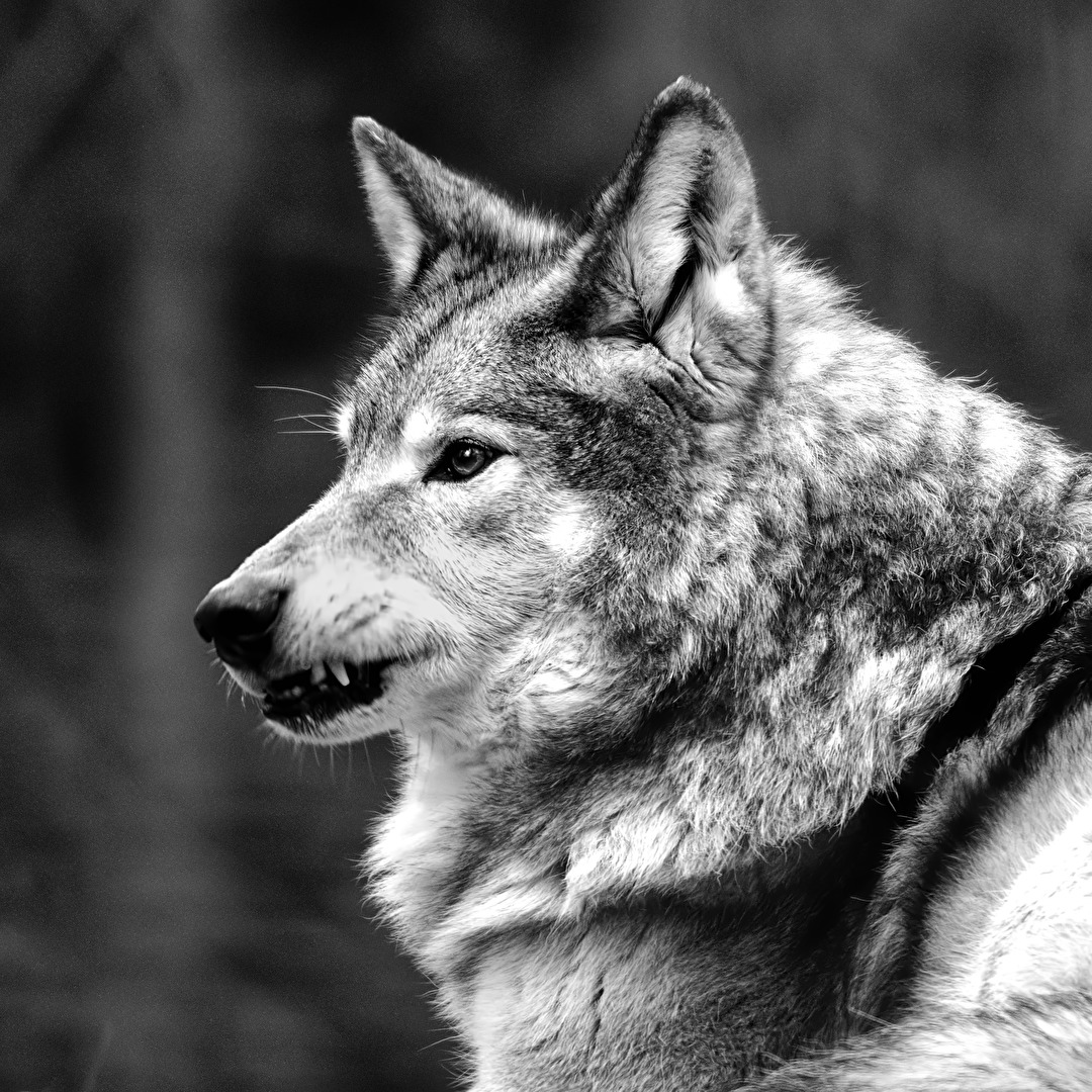 Timberwolf Portrait